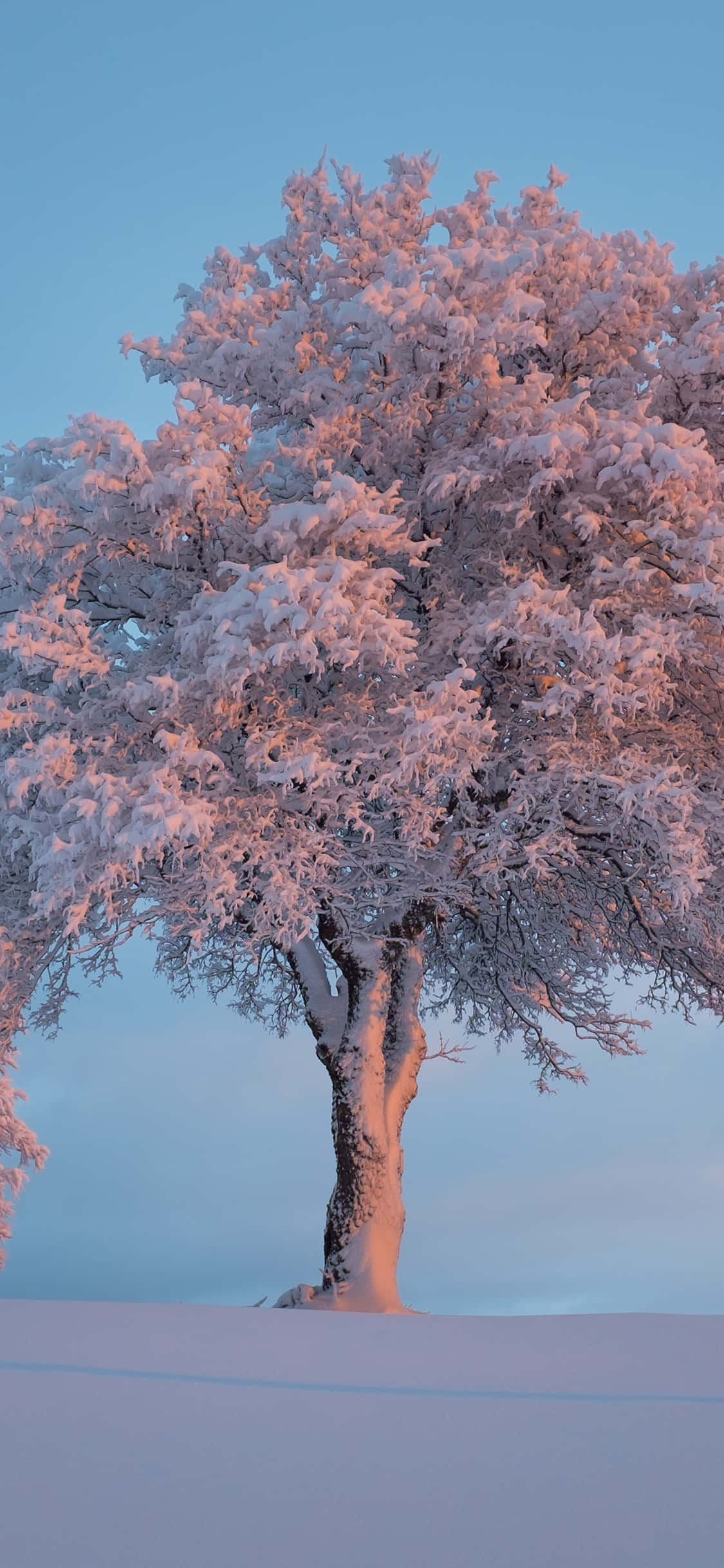 Un hermoso paisaje de árboles al atardecer. Fondos de pantalla
