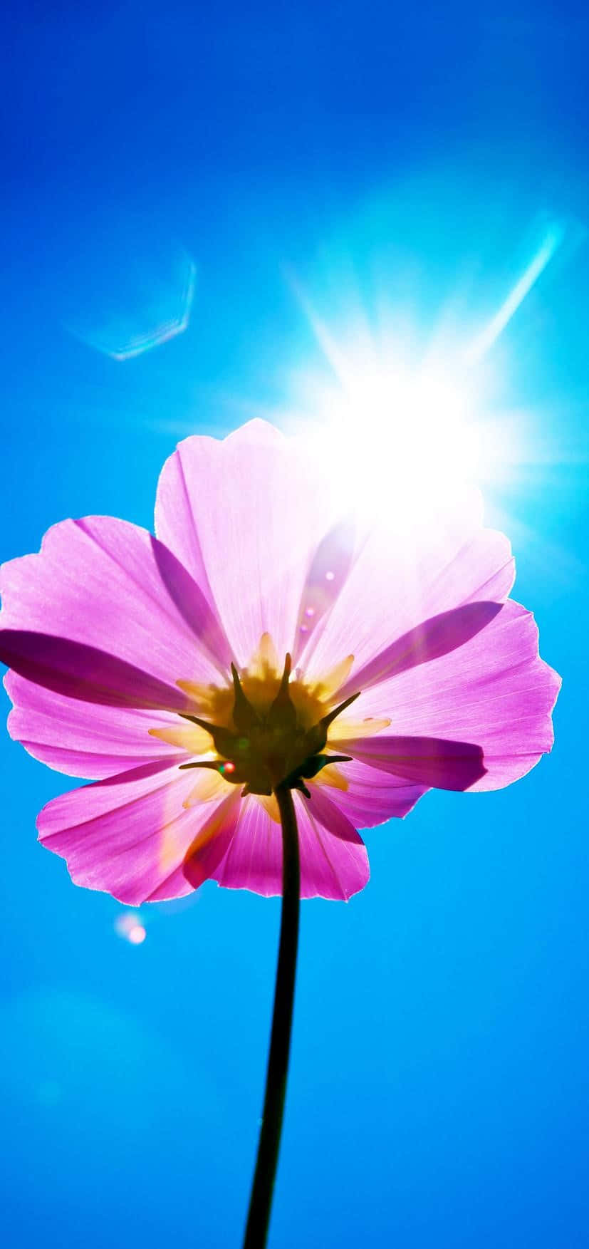 Un hermoso ramo de flores moradas en flor. Fondos de pantalla
