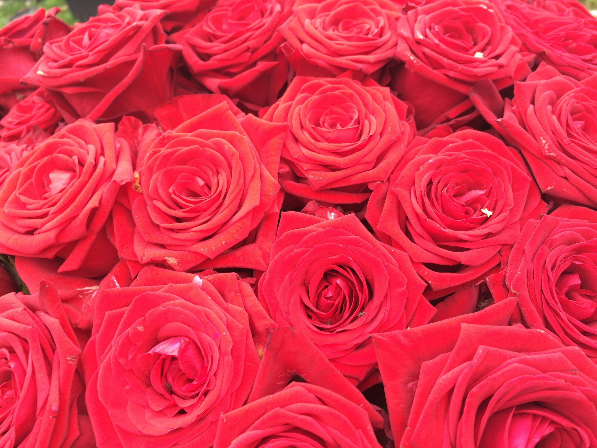 Vista previa wallpaper rosas, flores, ramo