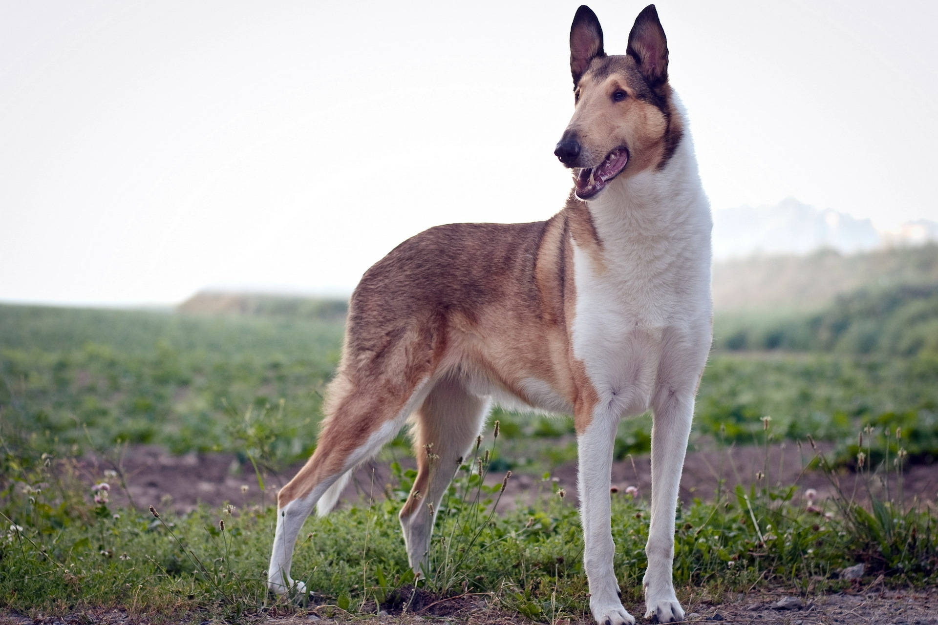 "¡Un hermoso Smooth Collie jugando en el pasto!" Fondos de pantalla