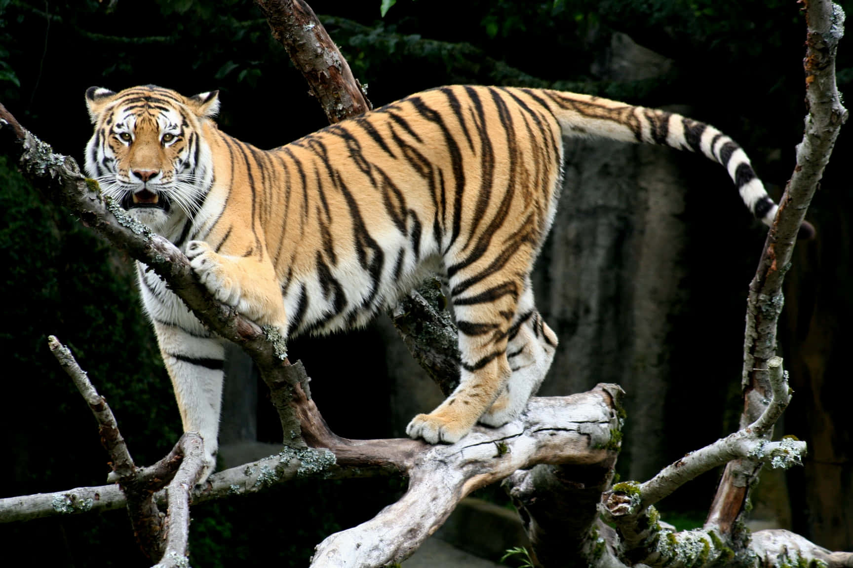 Un hermoso tigre de Bengala descansando sobre una roca en la naturaleza. Fondos de pantalla