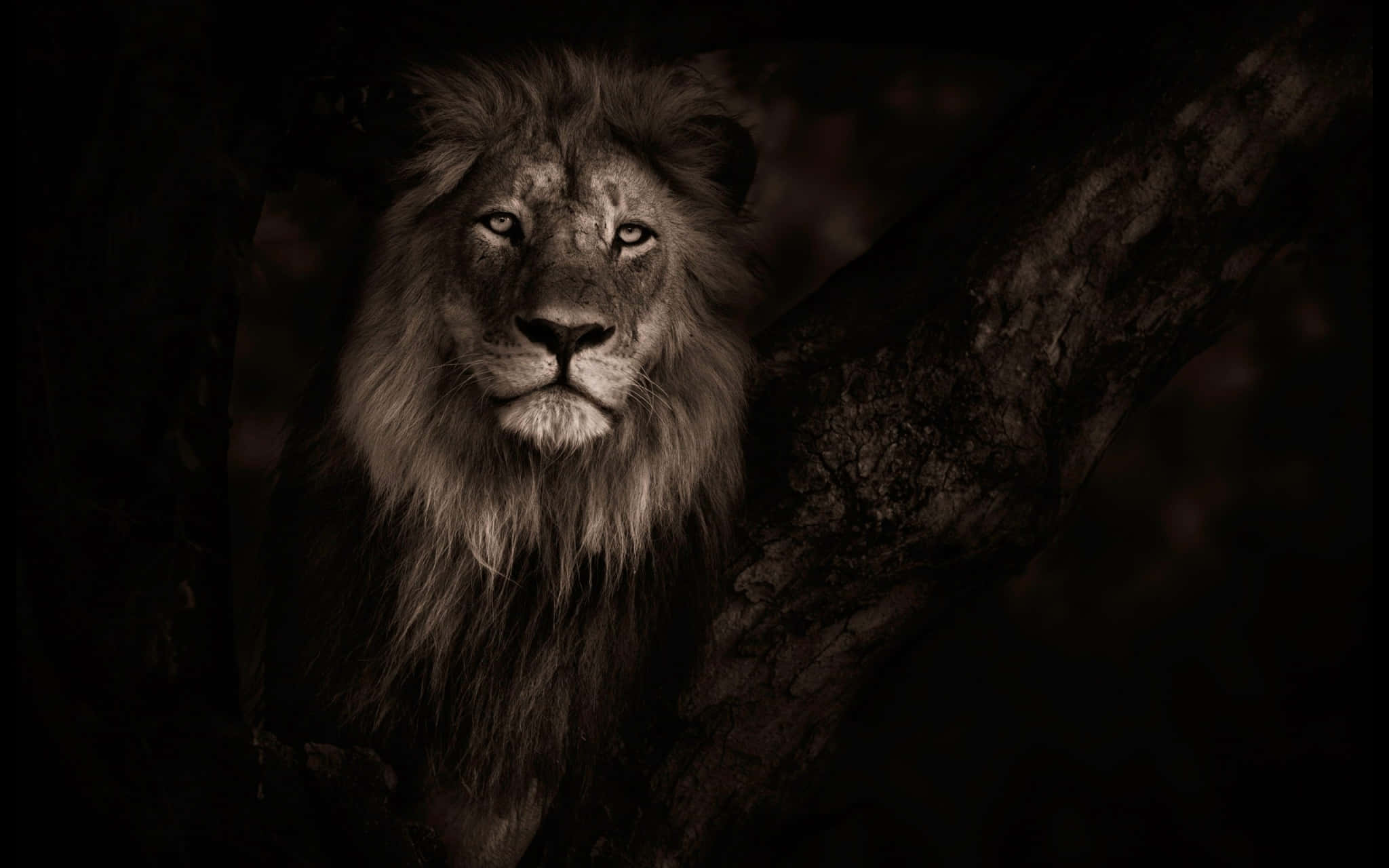 Un Impresionante León Rugiendo con Orgullo Fondos de pantalla