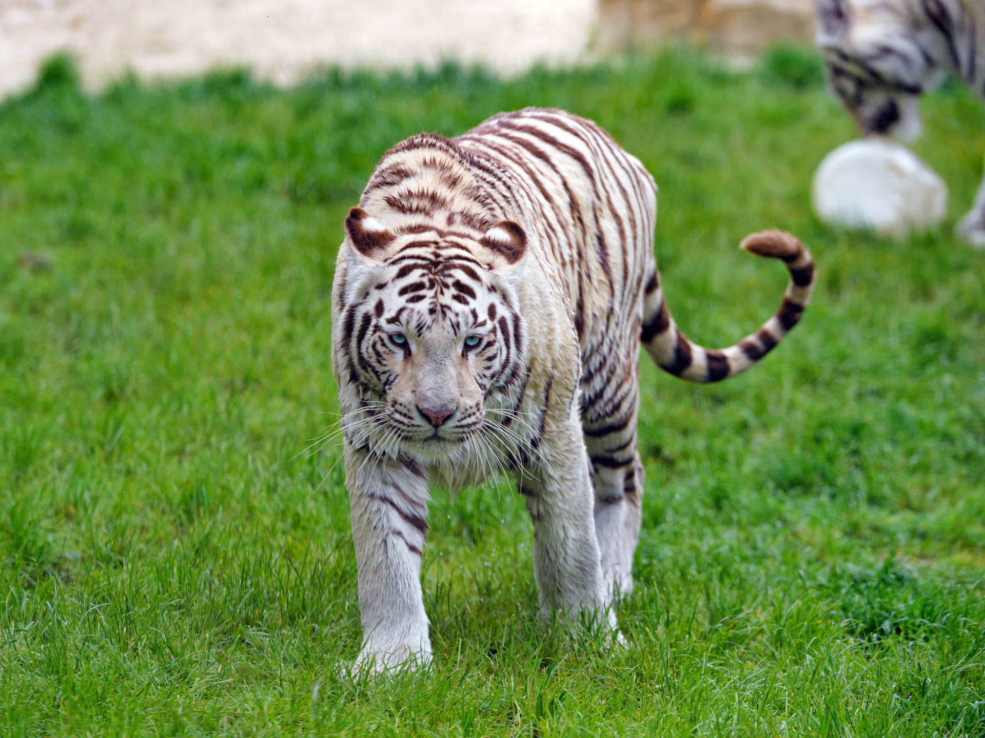 Fondo de pantalla de un tigre blanco caminando lentamente sobre el césped verde.