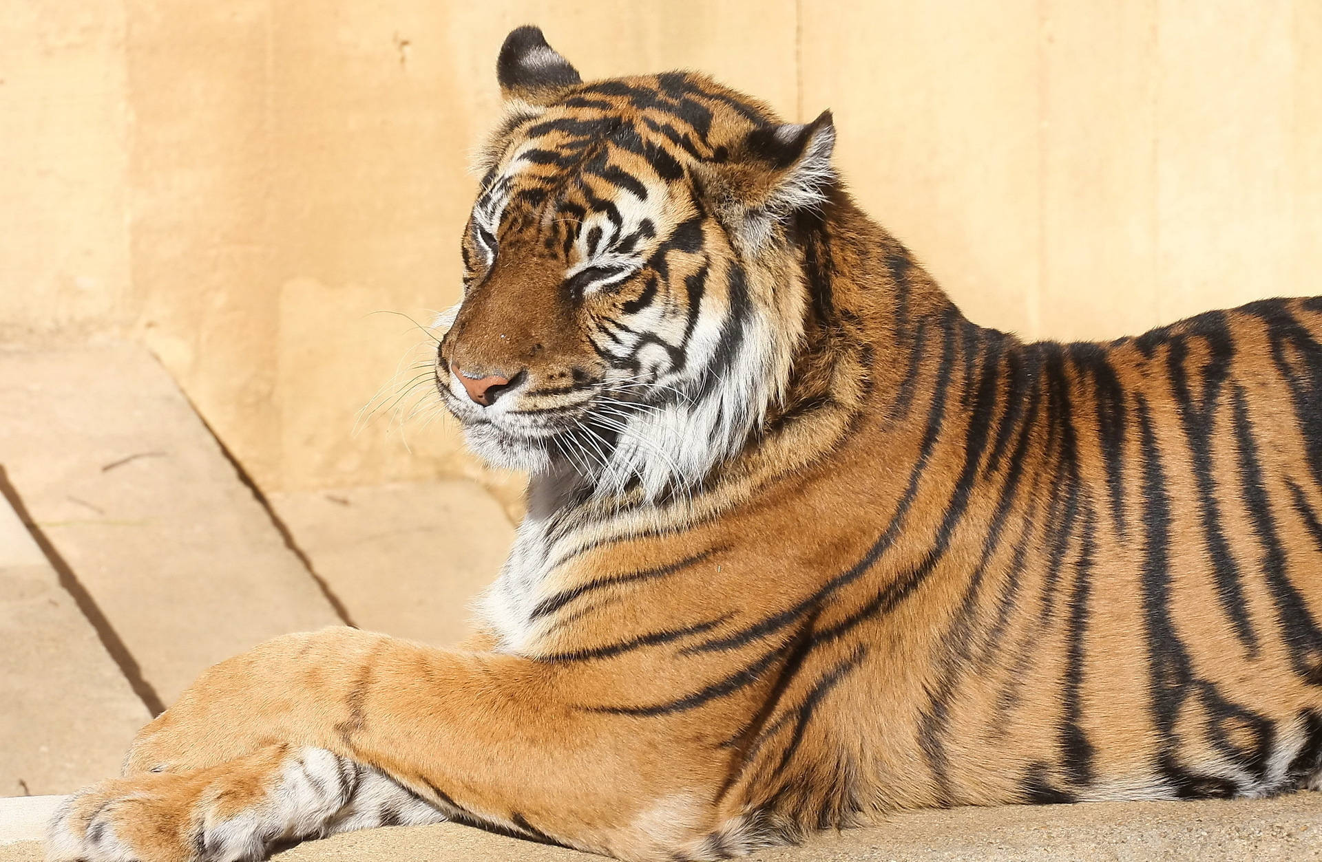 Fondo de pantalla de un tigre de Bengala posando serenamente bajo el sol.