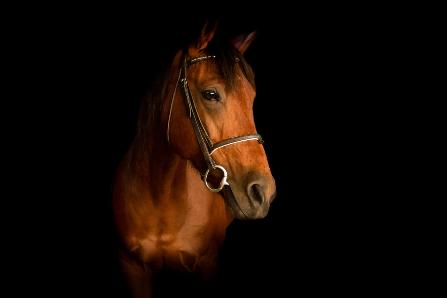 Un increíble caballo pinto contra un atardecer Fondos de pantalla
