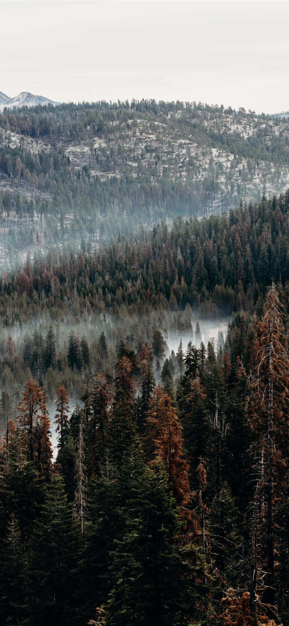 Un iPhone en medio de un bosque Fondos de pantalla