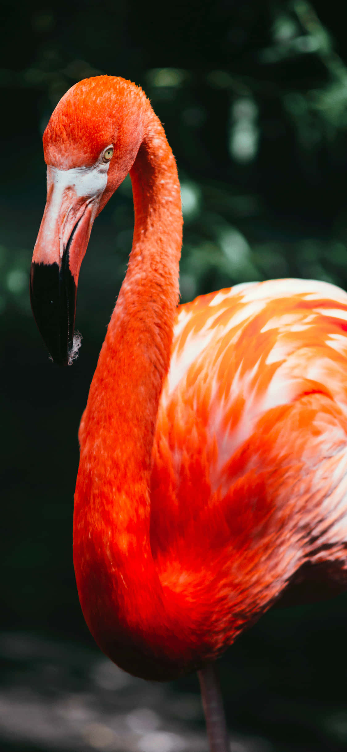 Un iPhone hermosamente colorido con un diseño animal intrincado Fondos de pantalla