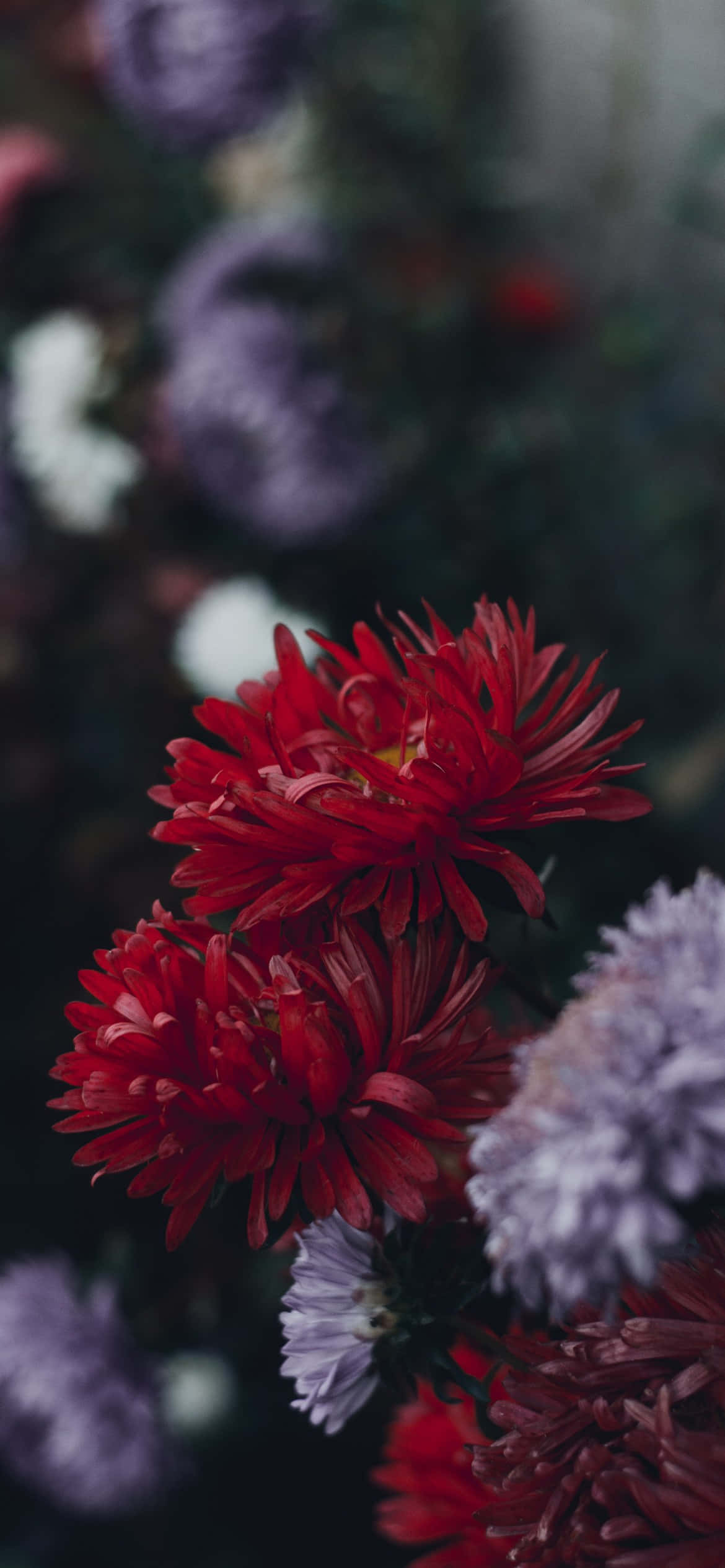 Un jardín lleno de hermosas flores, perfecto para el fondo del iPhone Fondos de pantalla