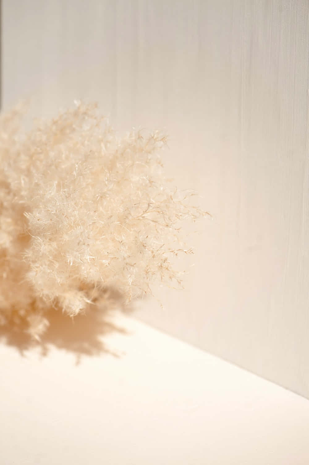 Un jarrón blanco con una flor blanca encima Fondos de pantalla