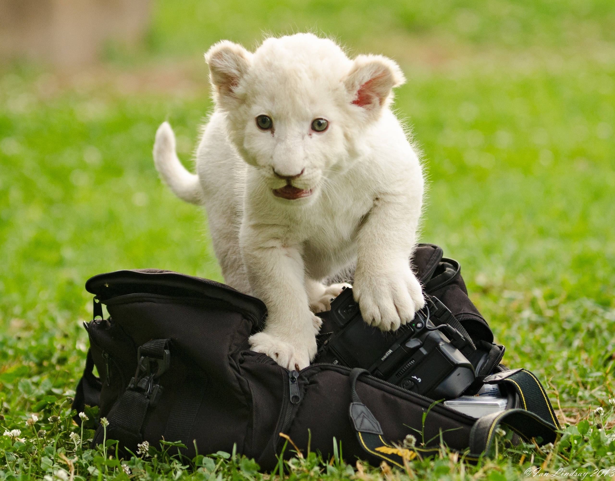 Un Juguetón Cachorro de León Blanco Disfrutando la Vida en la Sabana Africana Fondos de pantalla