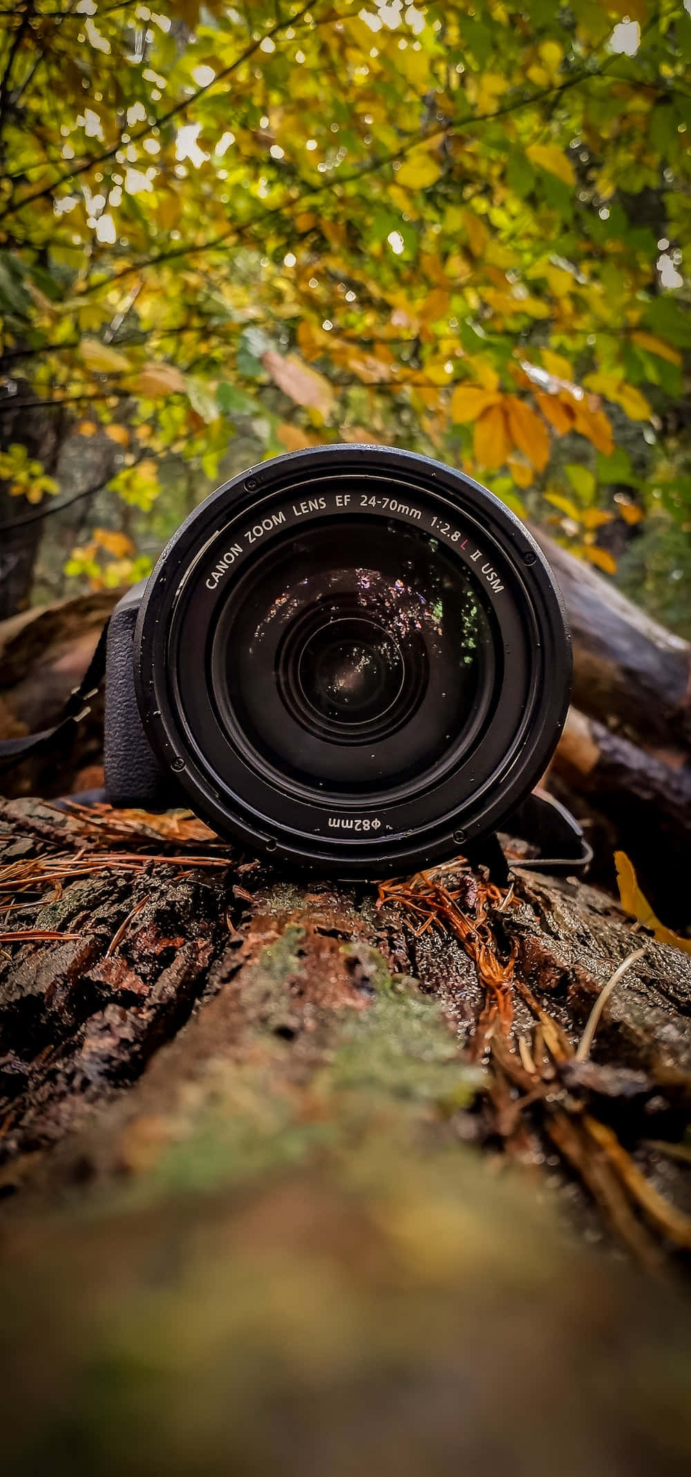 un lente de cámara sobre un tronco en el bosque Fondos de pantalla