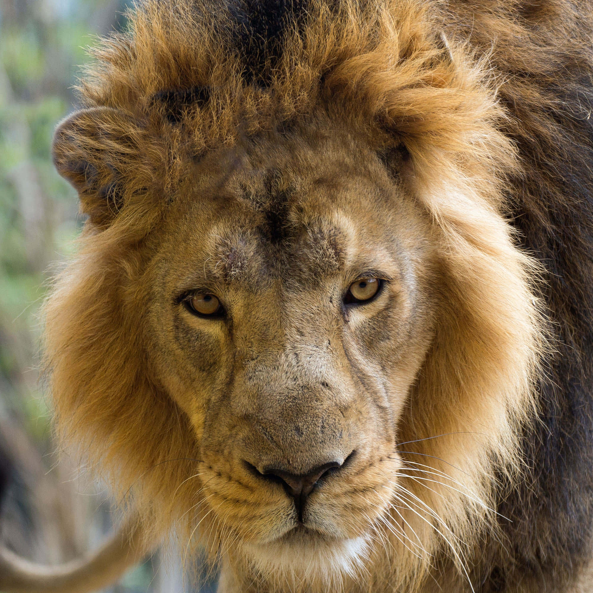 Un león africano adulto macho mira directamente al frente con su rostro orgulloso. Fondos de pantalla