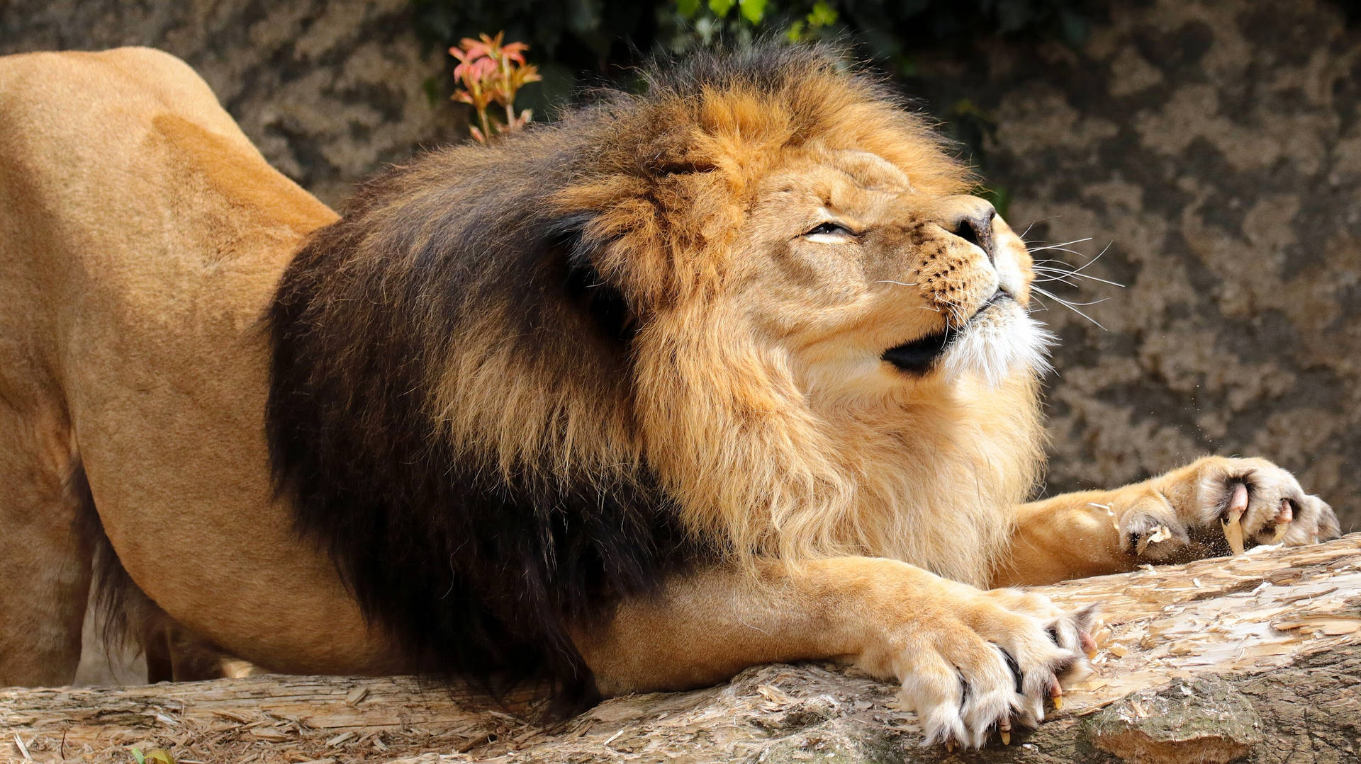 León estirando su cuerpo mientras se agarra a un trozo de madera bajo la luz del sol en la naturaleza.