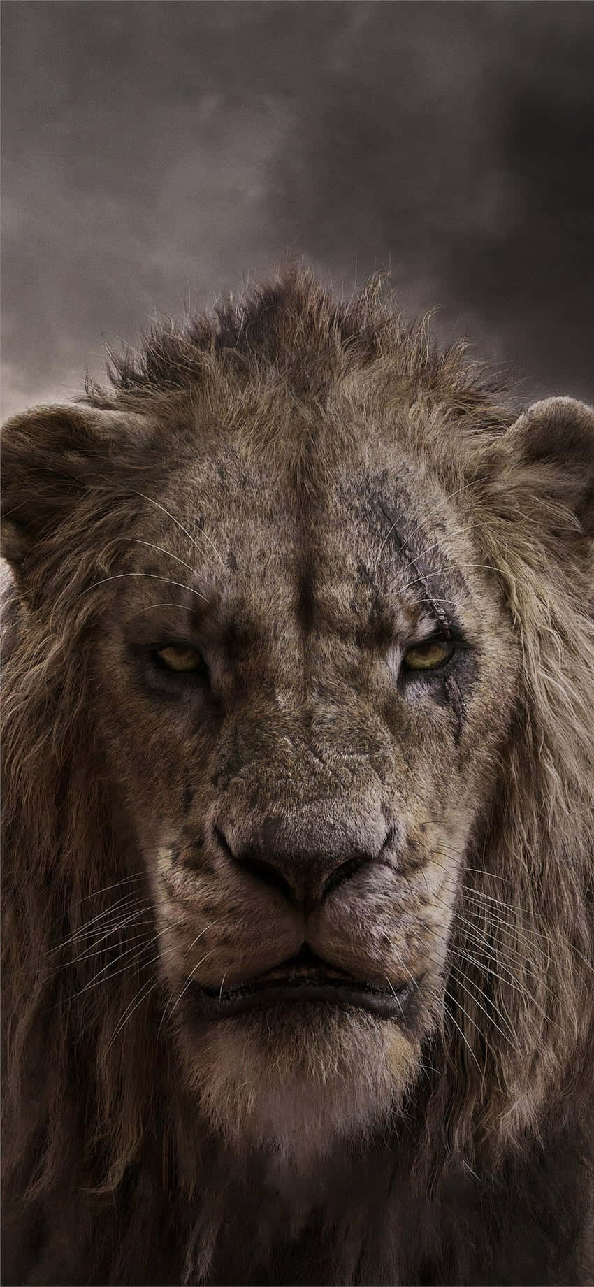 Un león majestuoso mirando hacia la naturaleza Fondos de pantalla