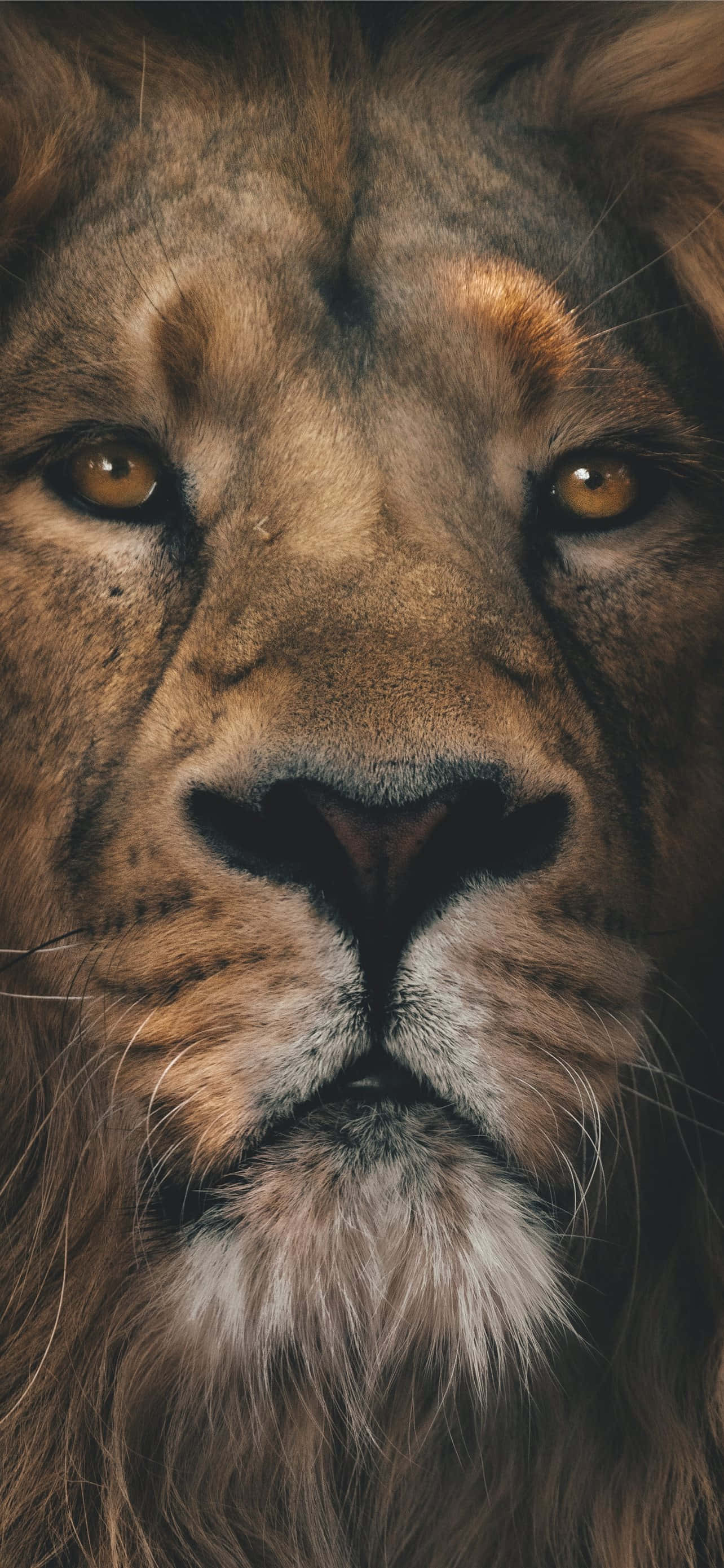 Un León Majestuoso Rugiendo en la Naturaleza Fondos de pantalla