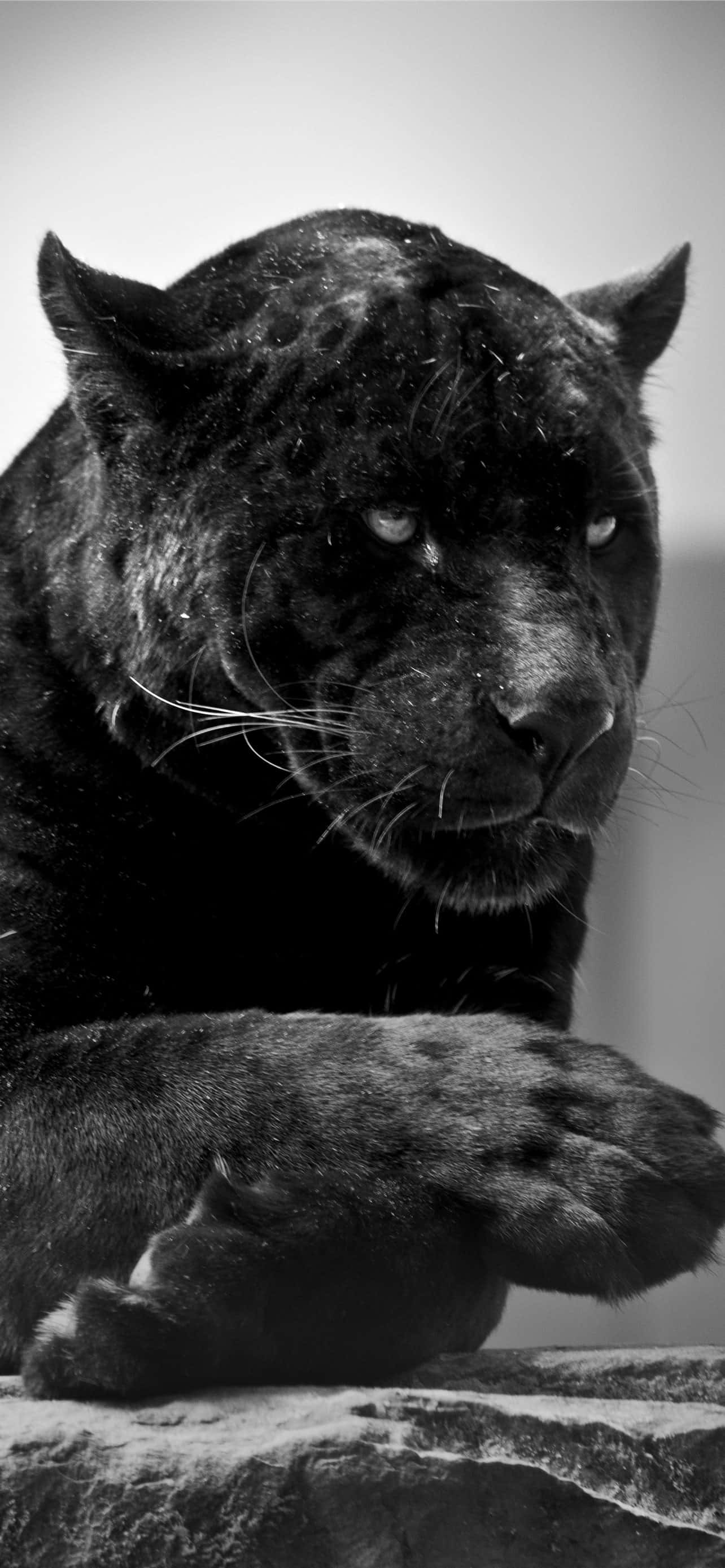 un leopardo negro está sentado sobre una roca Fondos de pantalla