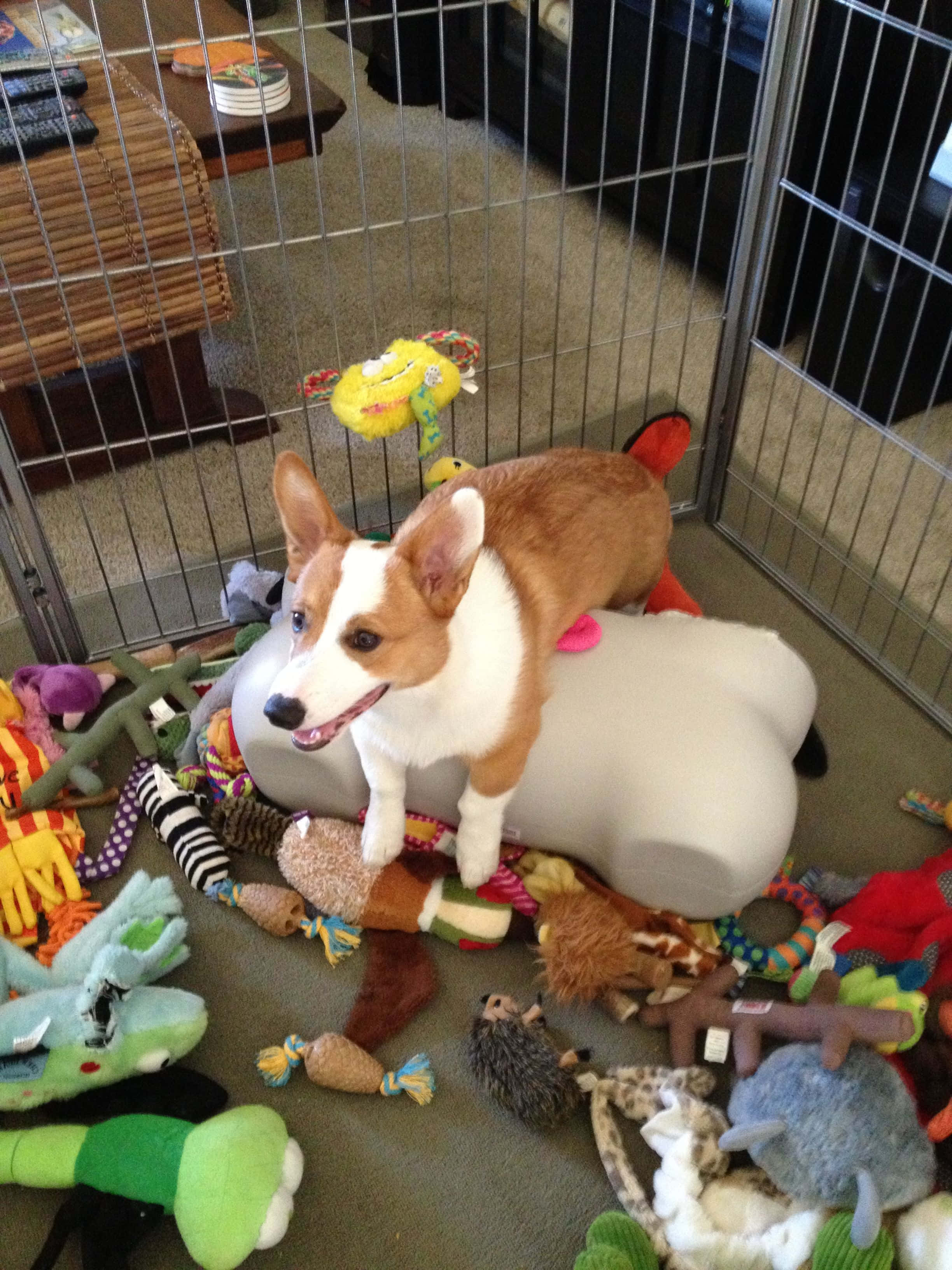 Un lindo Corgi listo para hacerte reír Fondos de pantalla