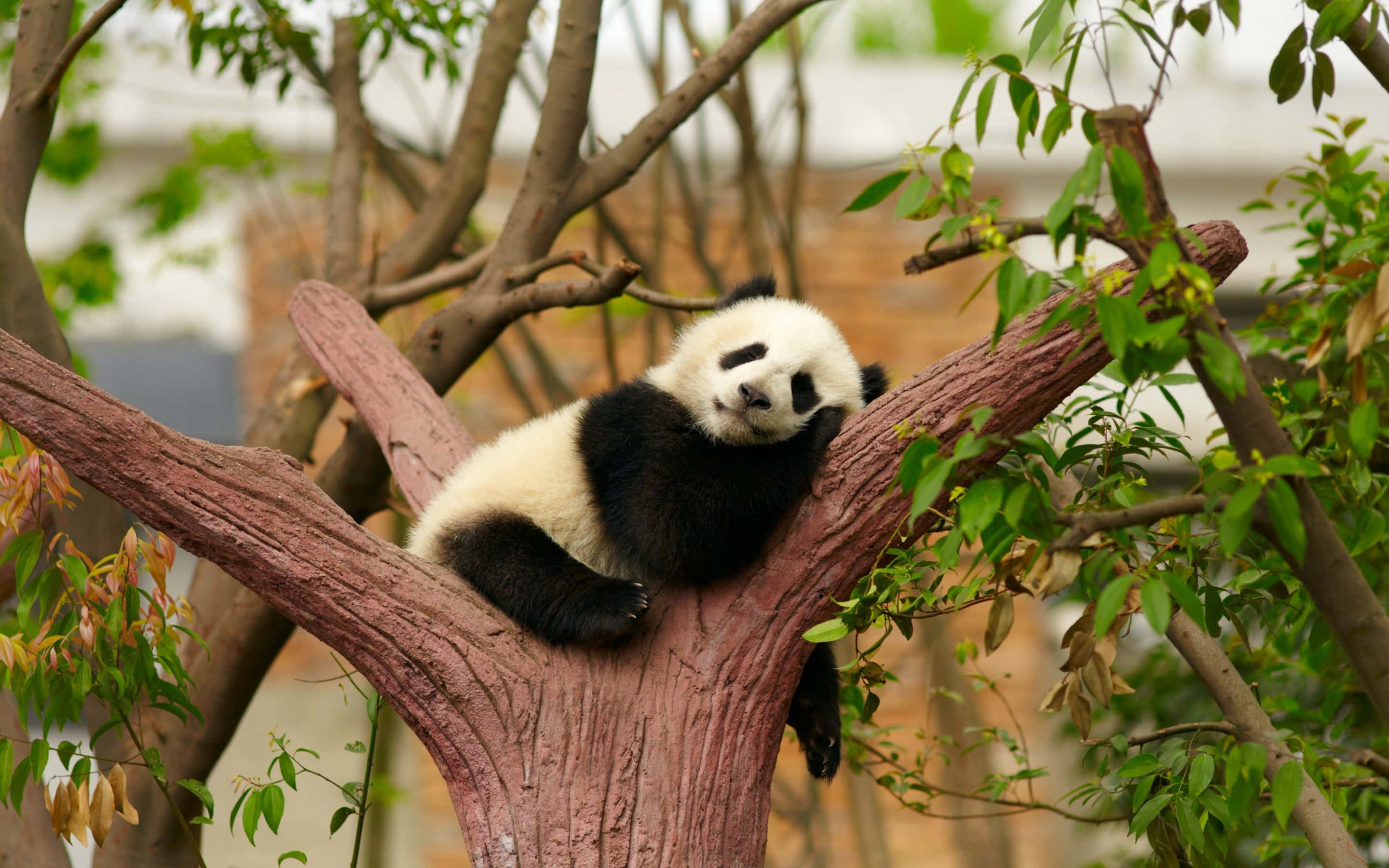 Un lindo panda disfrutando un bocadillo en su hábitat natural Fondos de pantalla