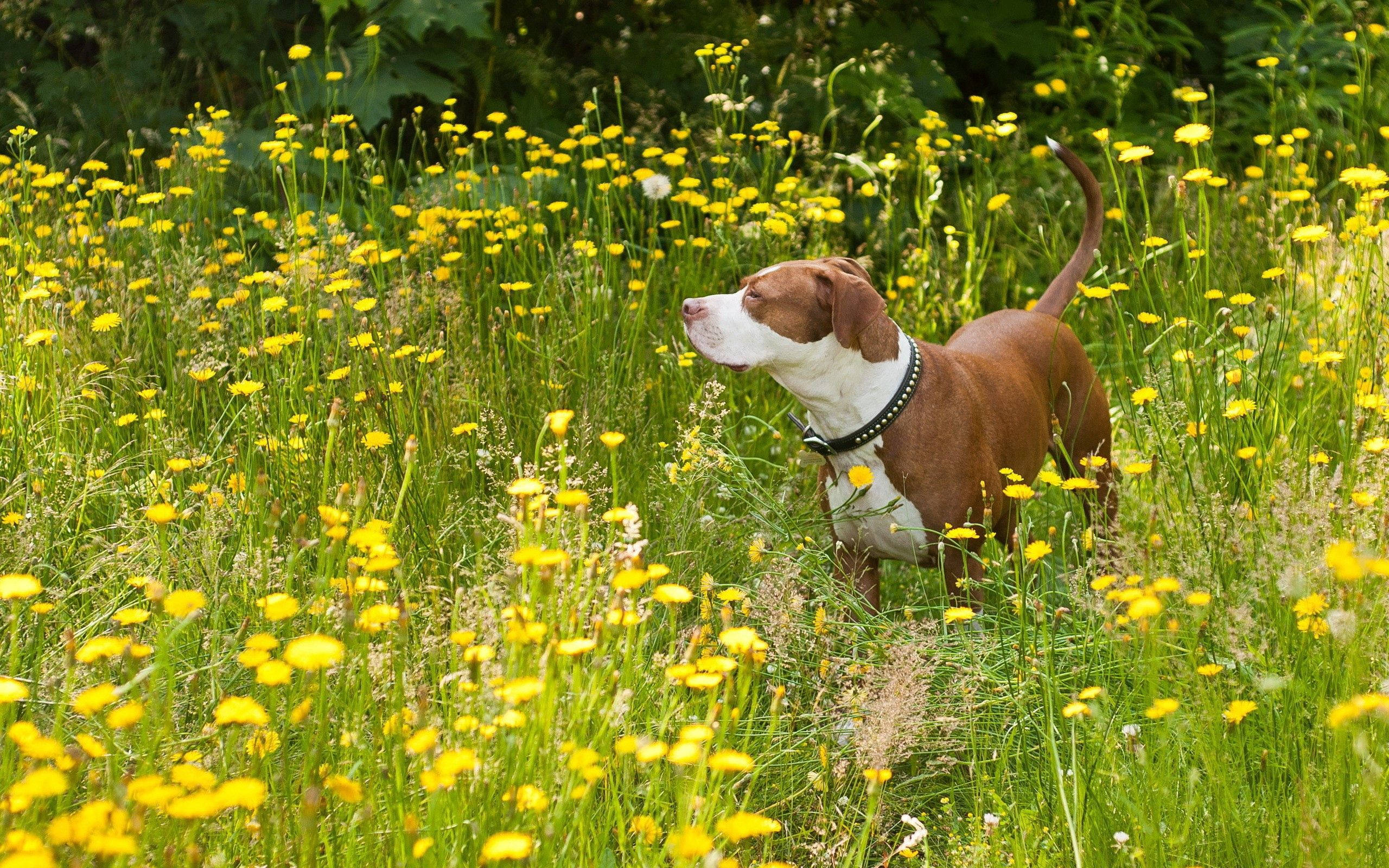 Un Lindo Perro Pit Bull Disfrutando el Día Soleado en un Campo de Flores Fondos de pantalla