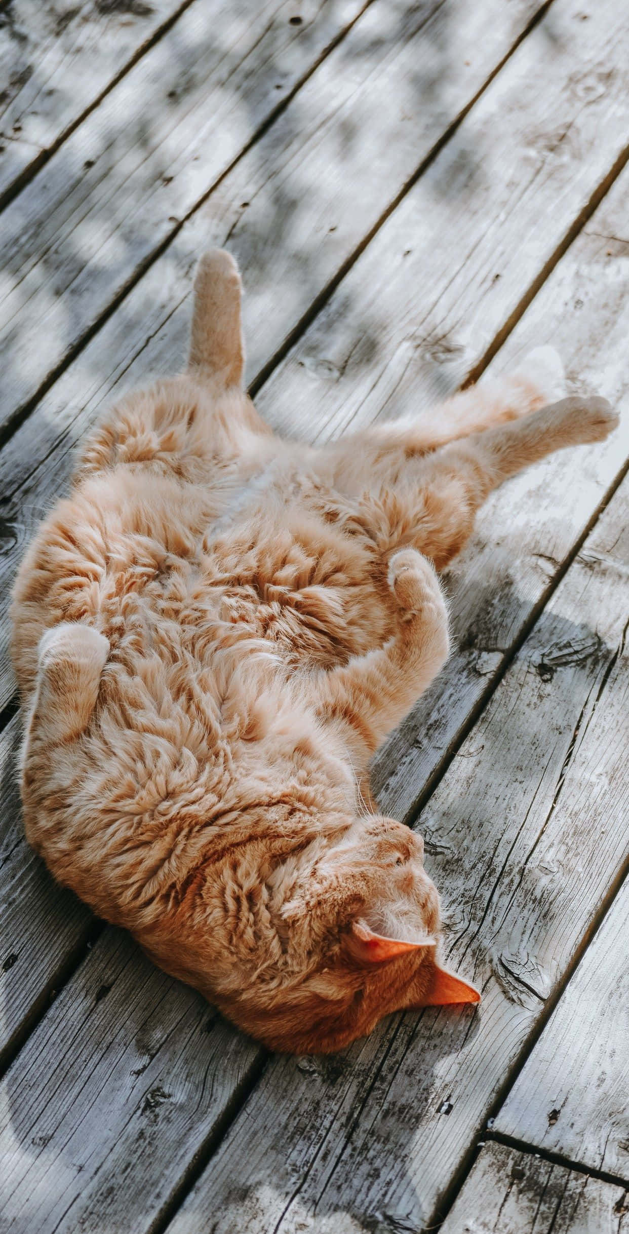 Un lindo y esponjoso gato negro sonríe dulcemente. Fondos de pantalla
