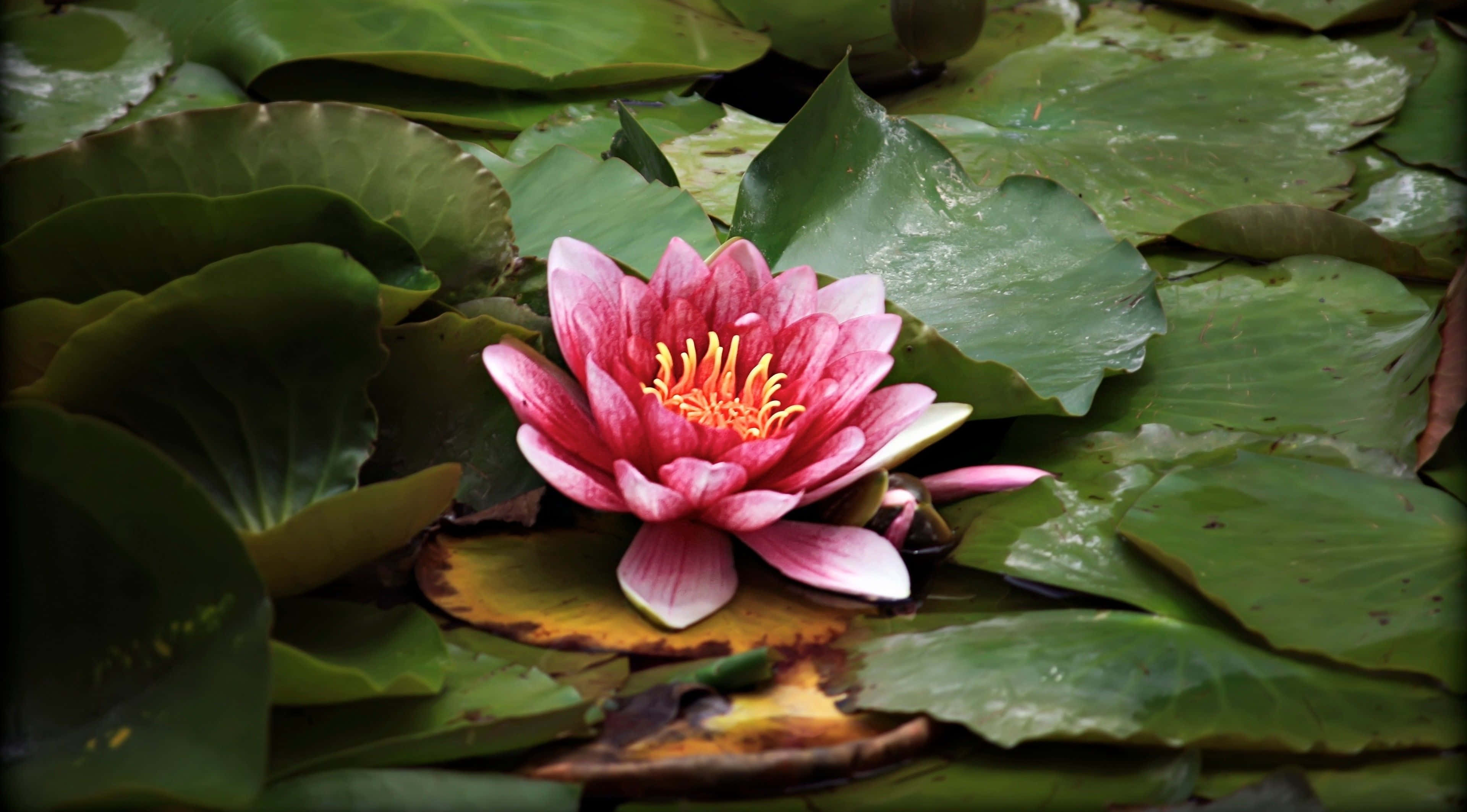 un lirio de agua rosa en un estanque con hojas verdes Fondos de pantalla