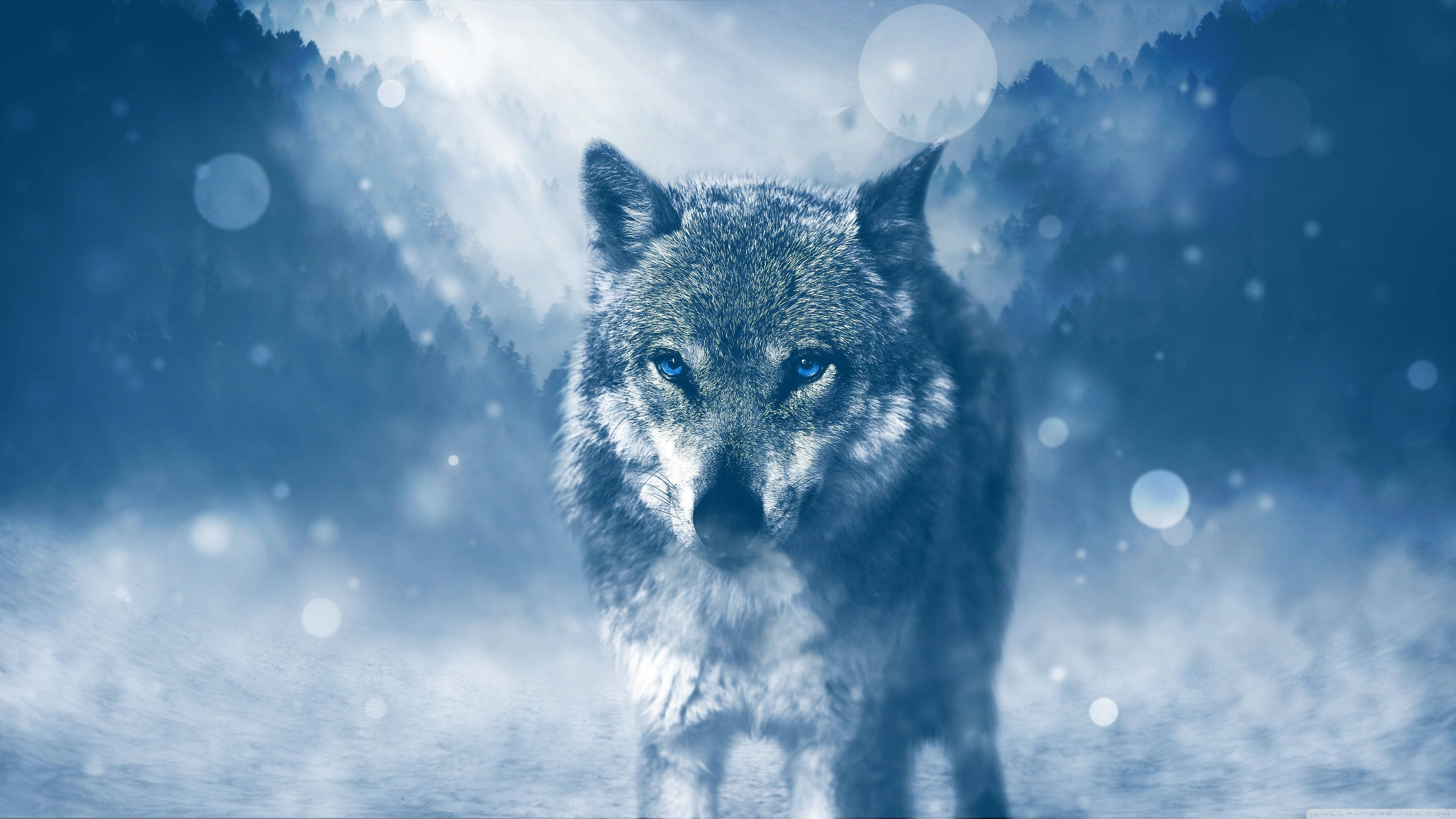 Un lobo acechando la fría noche de invierno Fondos de pantalla