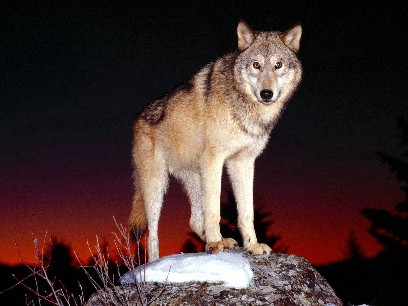 Un lobo alerta en la noche Fondos de pantalla