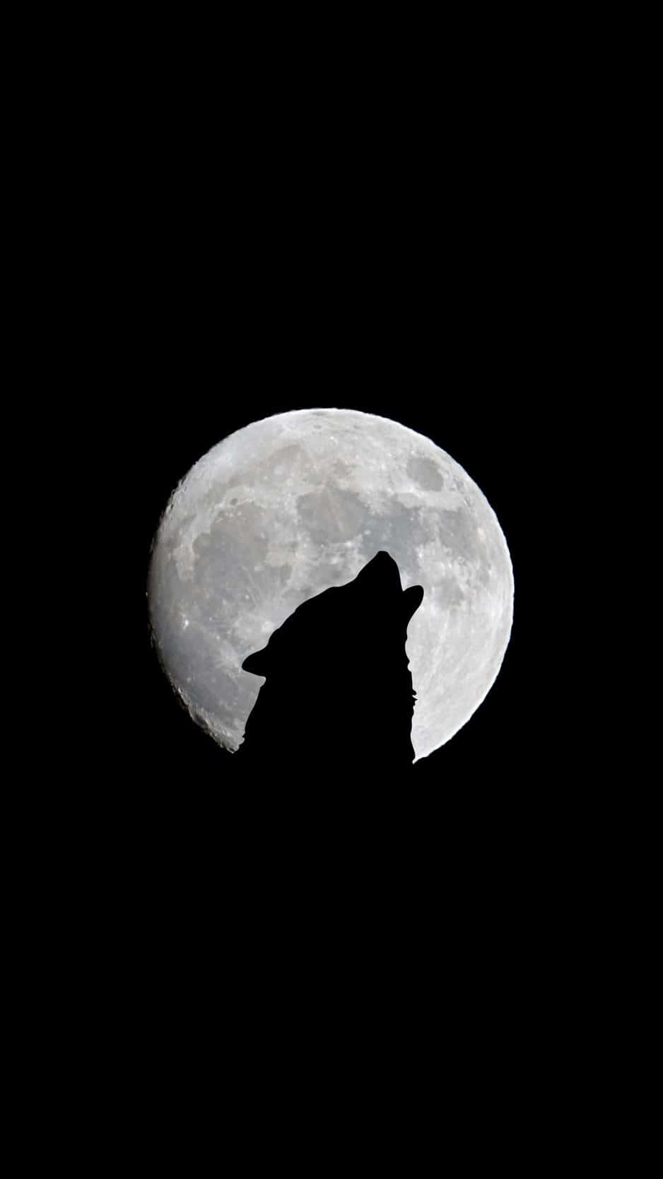 un lobo aullando a la luna Fondos de pantalla