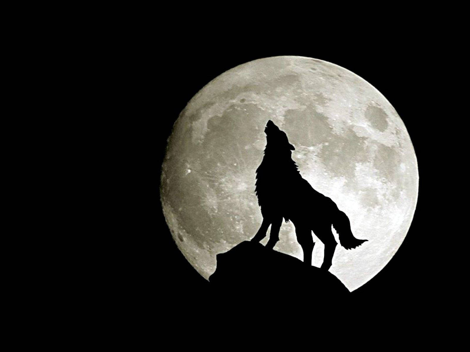 Un lobo aullando frente a una luna llena Fondos de pantalla