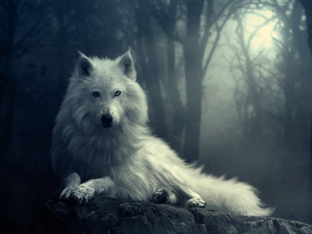 Un Lobo Blanco en el Bosque Fondos de pantalla