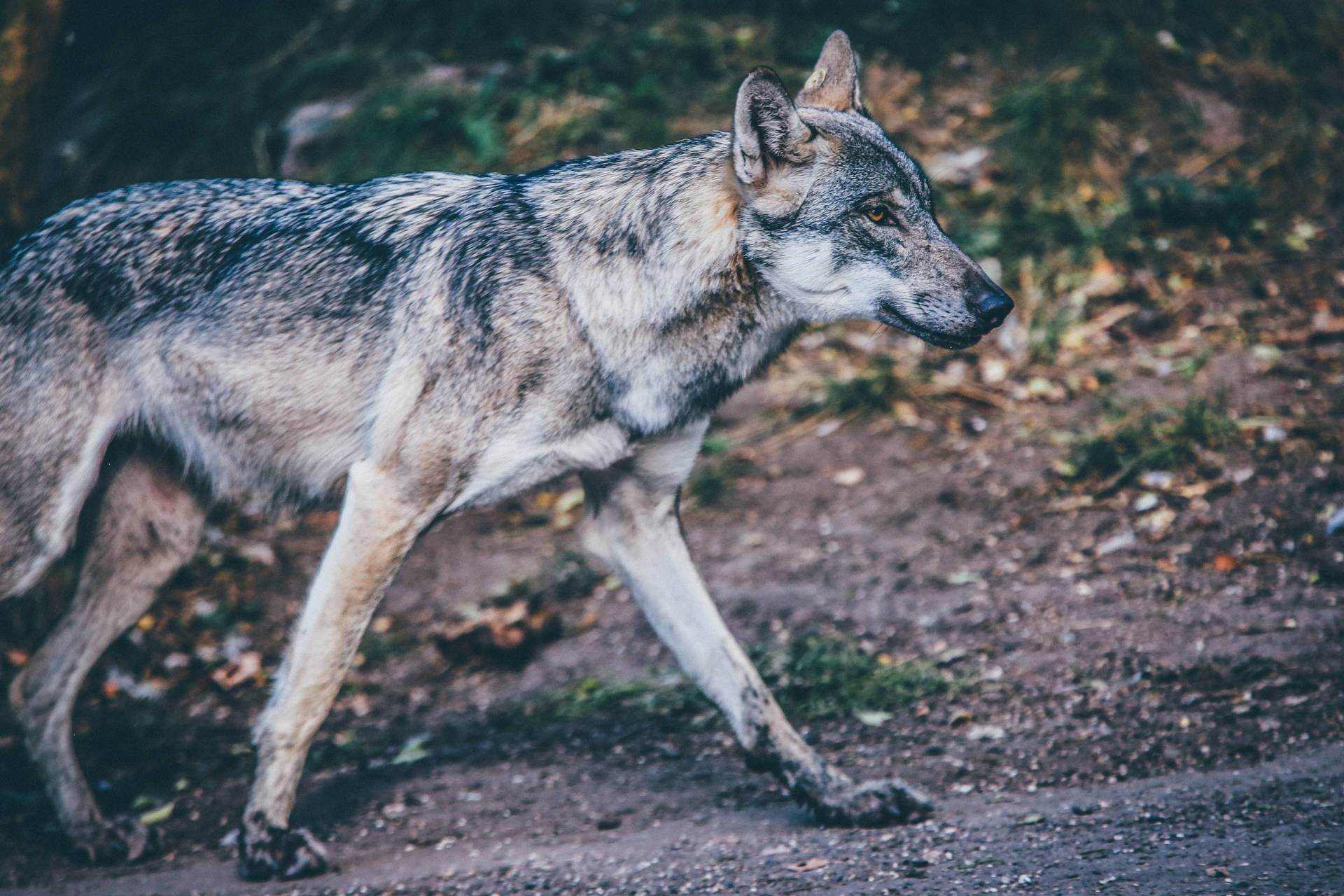 Lobo depredador gris con pelaje fino caminando solo en el bosque.