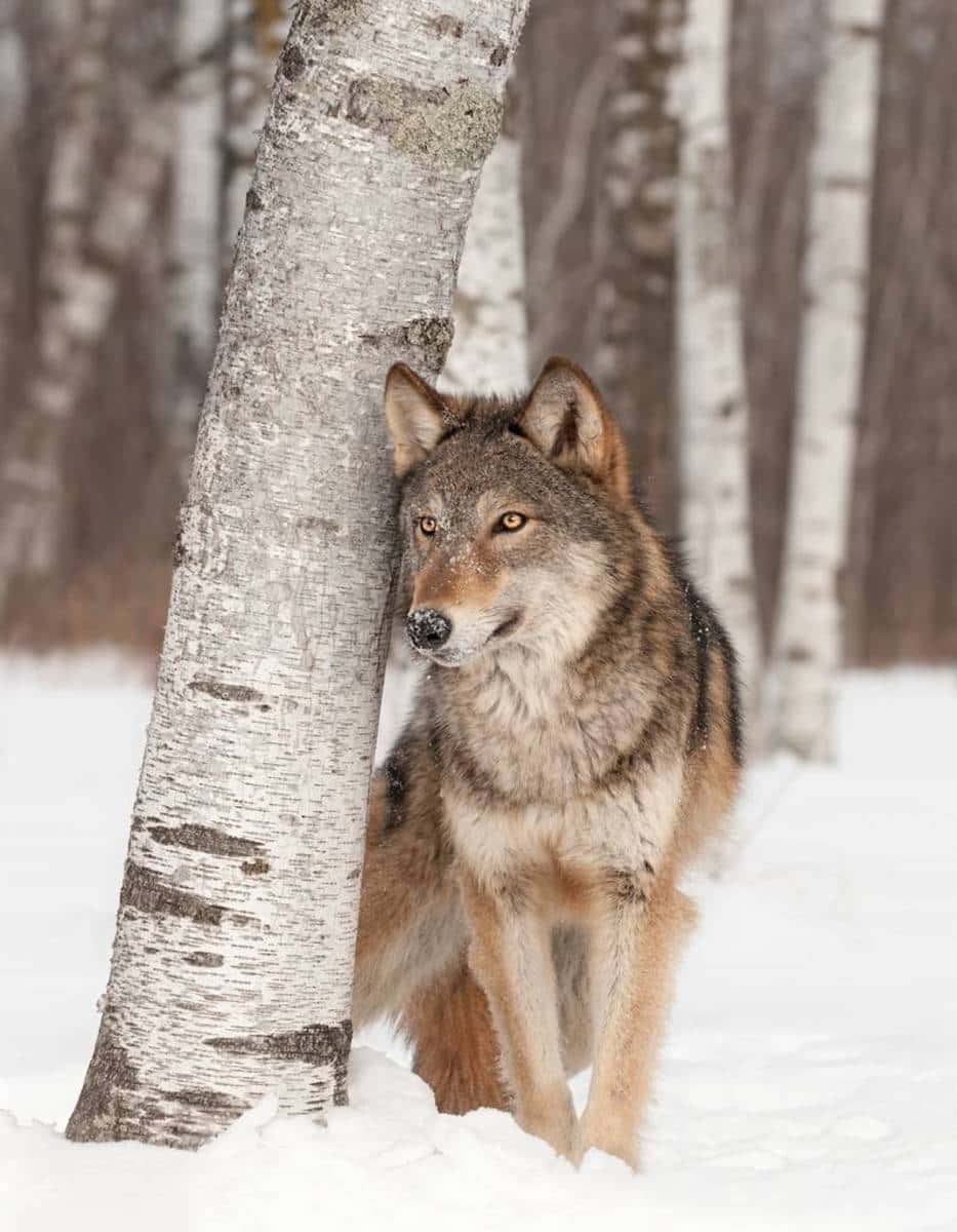 Un lobo feroz y poderoso mira fijamente al lente de la cámara. Fondos de pantalla