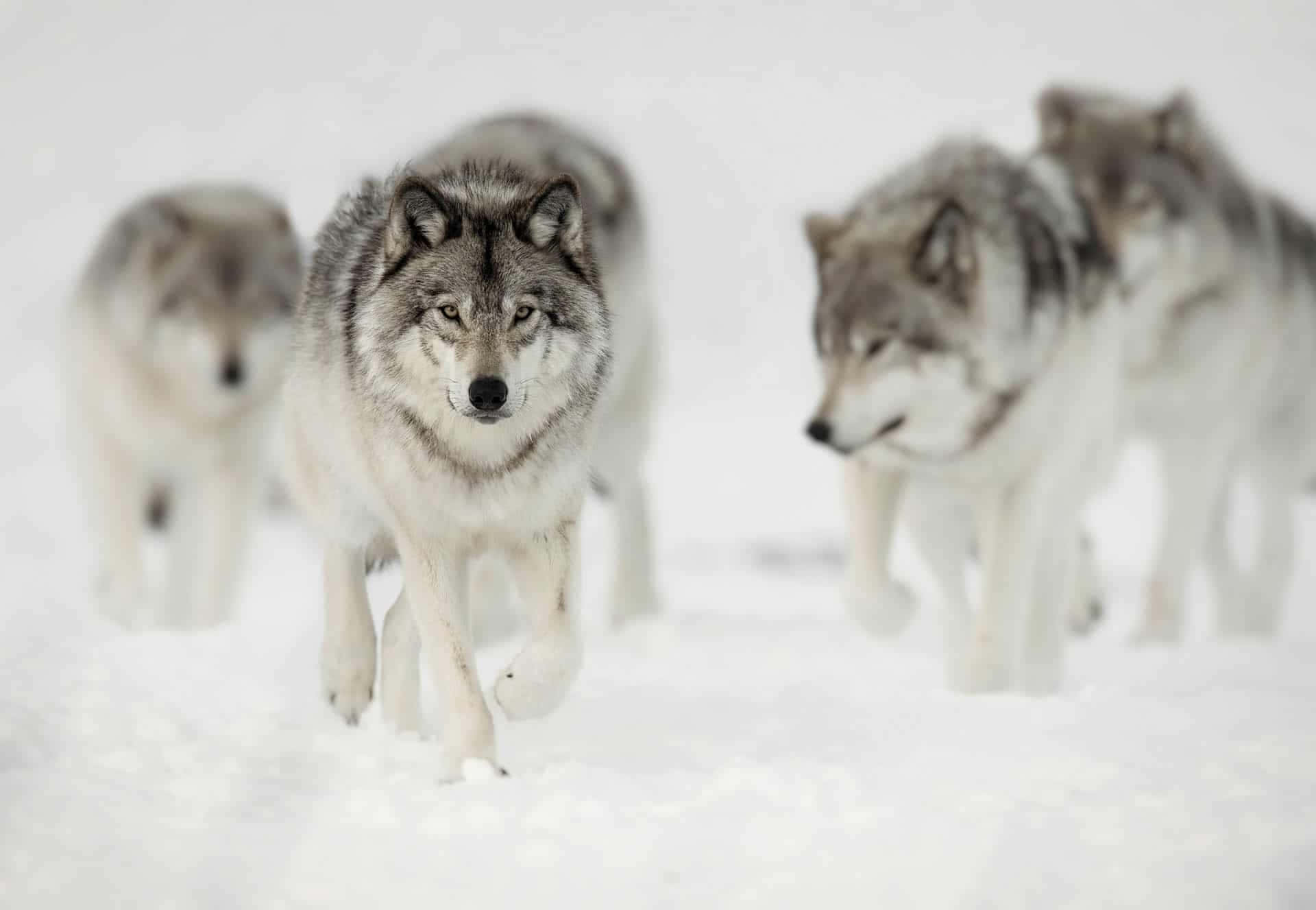 Un lobo genial observando el cielo nocturno Fondos de pantalla