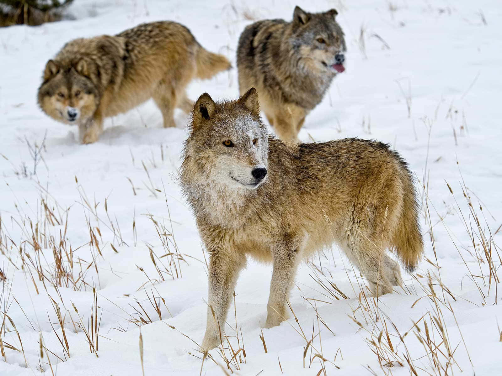 Un lobo gris caminando silenciosamente por un bosque nevado Fondos de pantalla