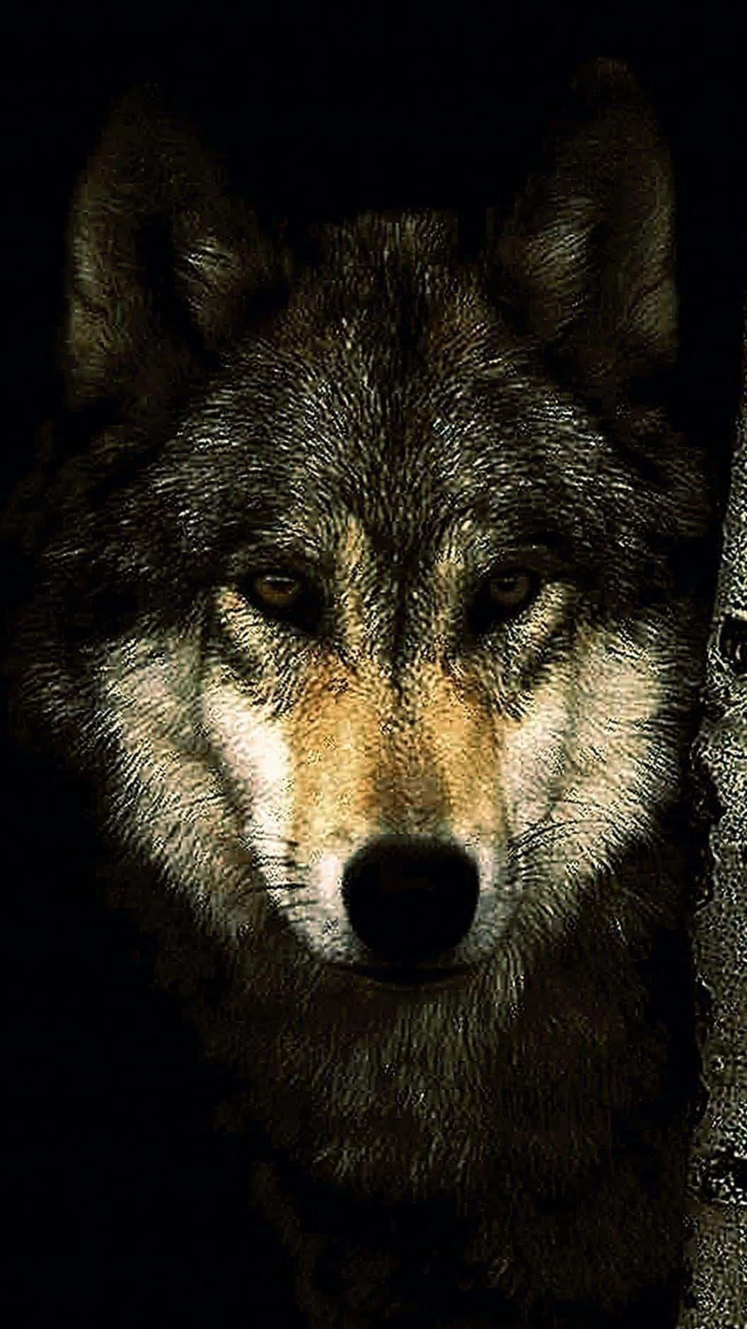 Un lobo mirando a la cámara Fondos de pantalla