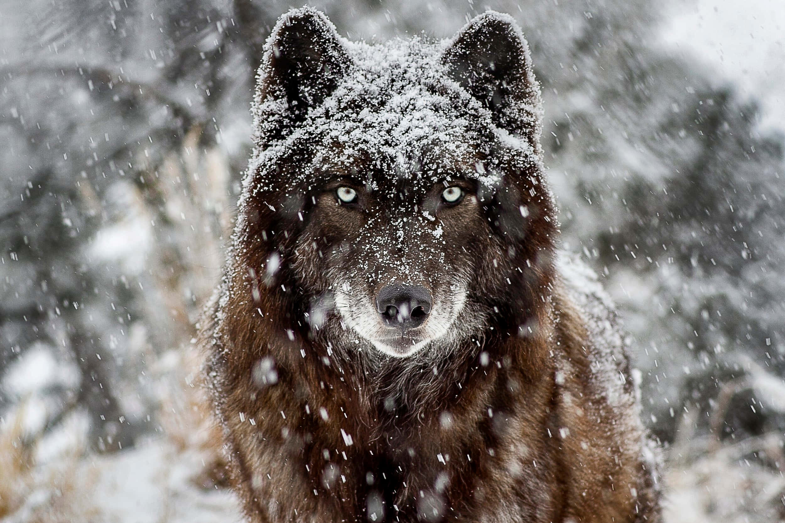 Un lobo solitario mira dramáticamente hacia la noche. Fondos de pantalla