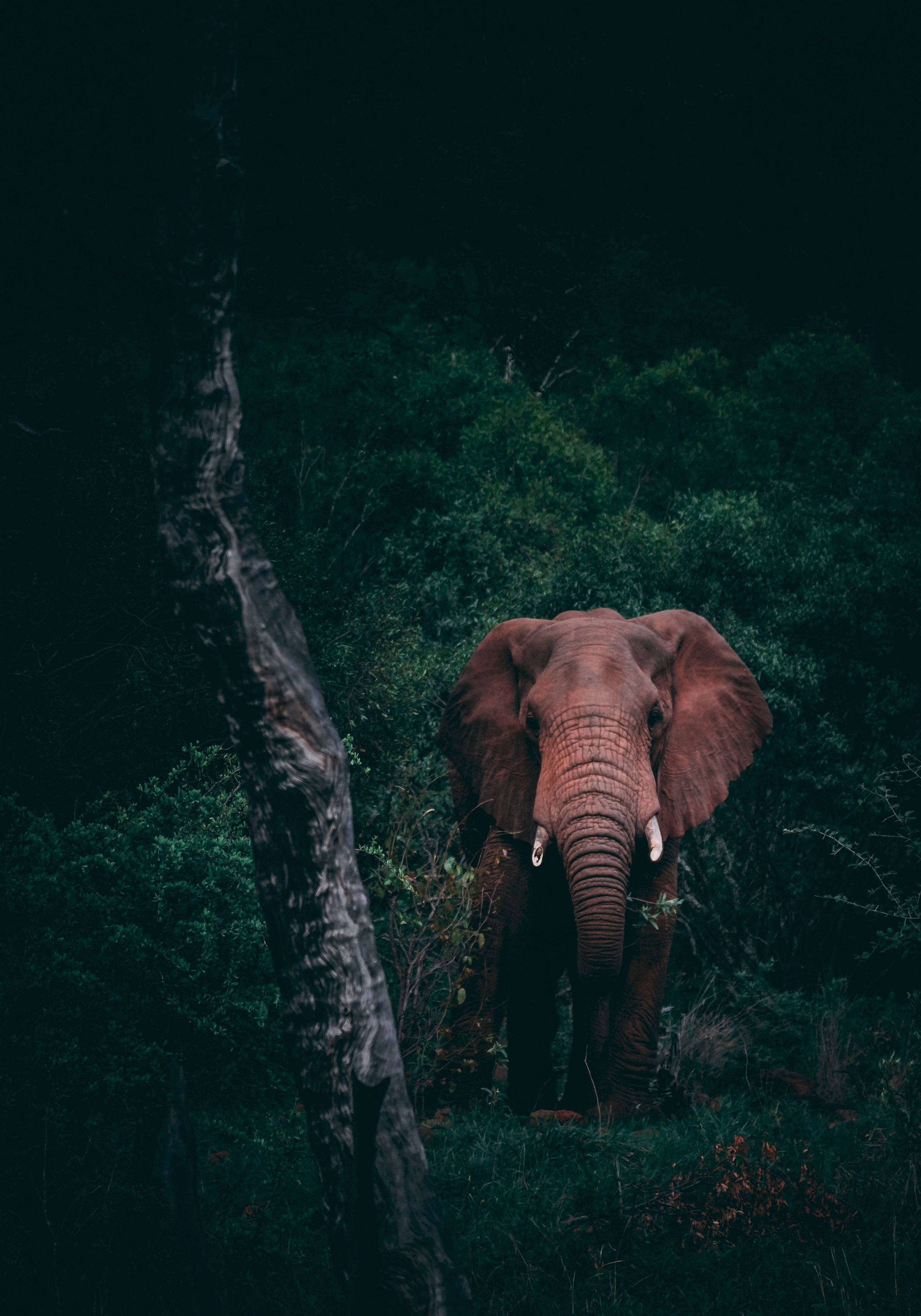 Un majestuoso elefante en un bosque oscuro Fondos de pantalla