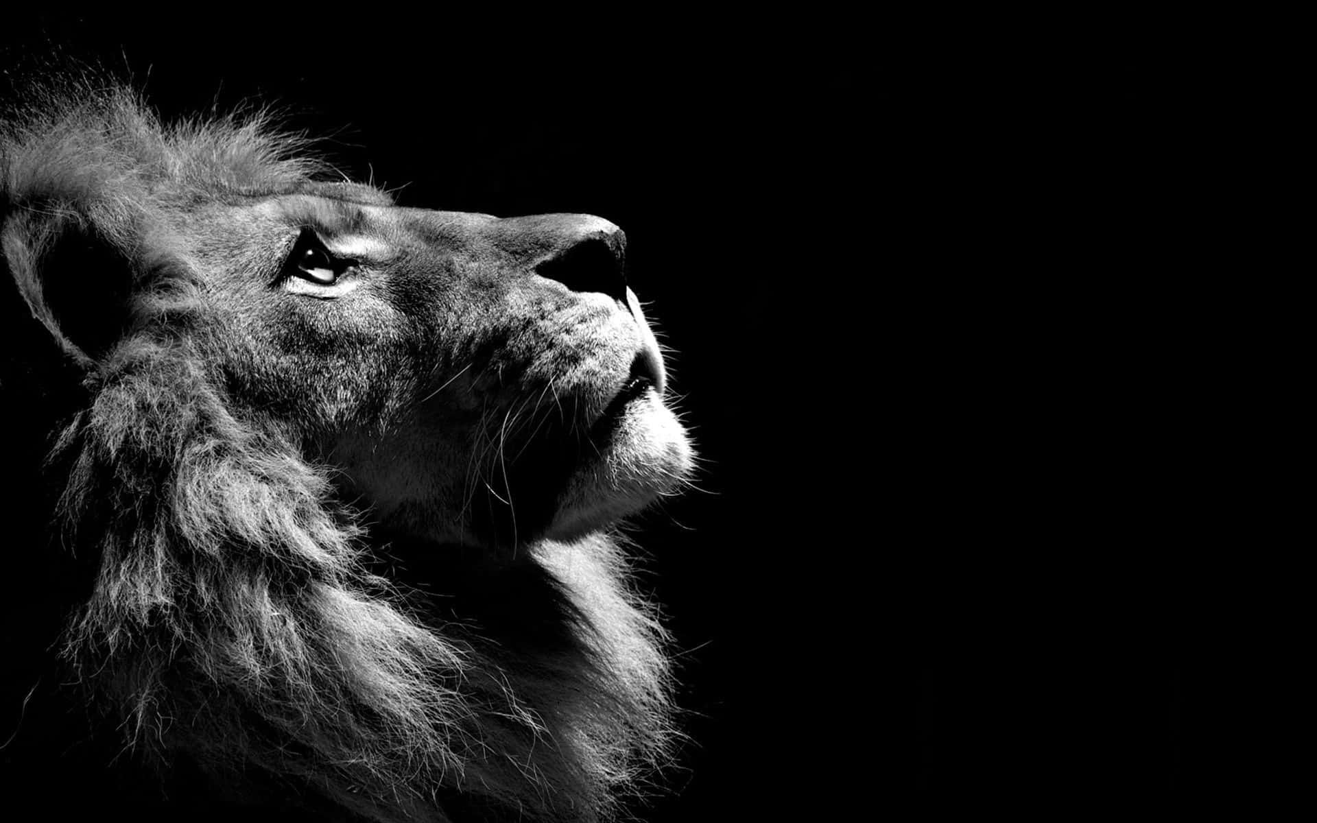 Un majestuoso león contemplando la puesta de sol Fondos de pantalla
