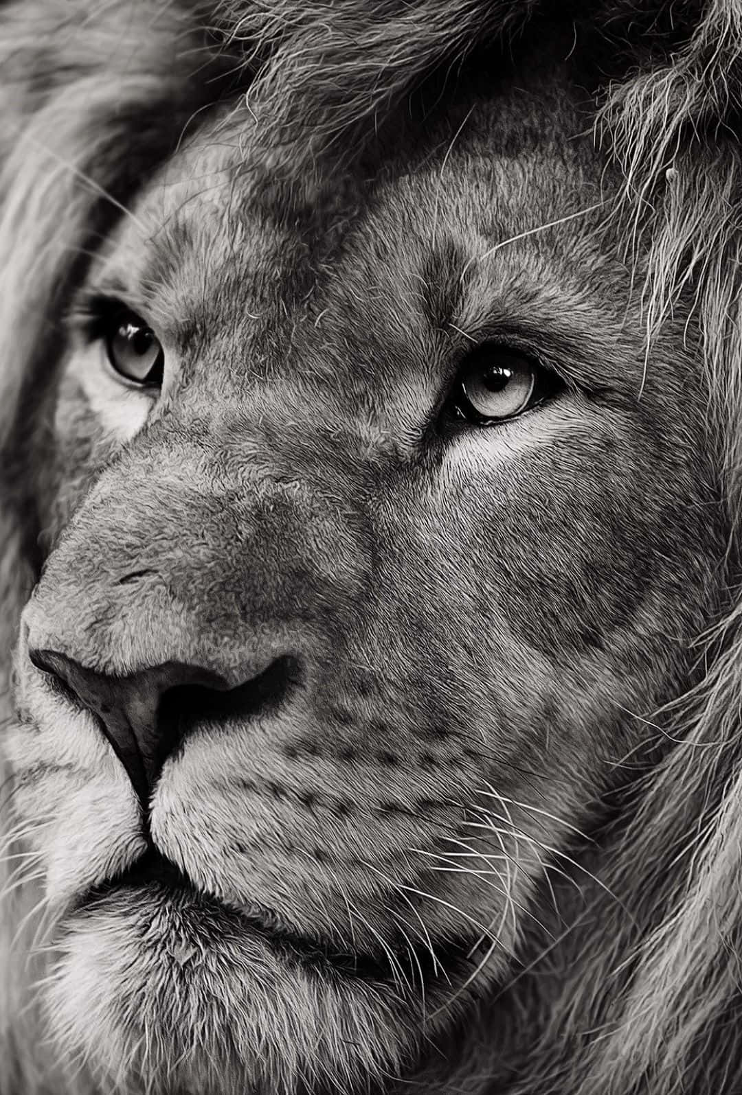 Un majestuoso león en su hábitat natural Fondos de pantalla