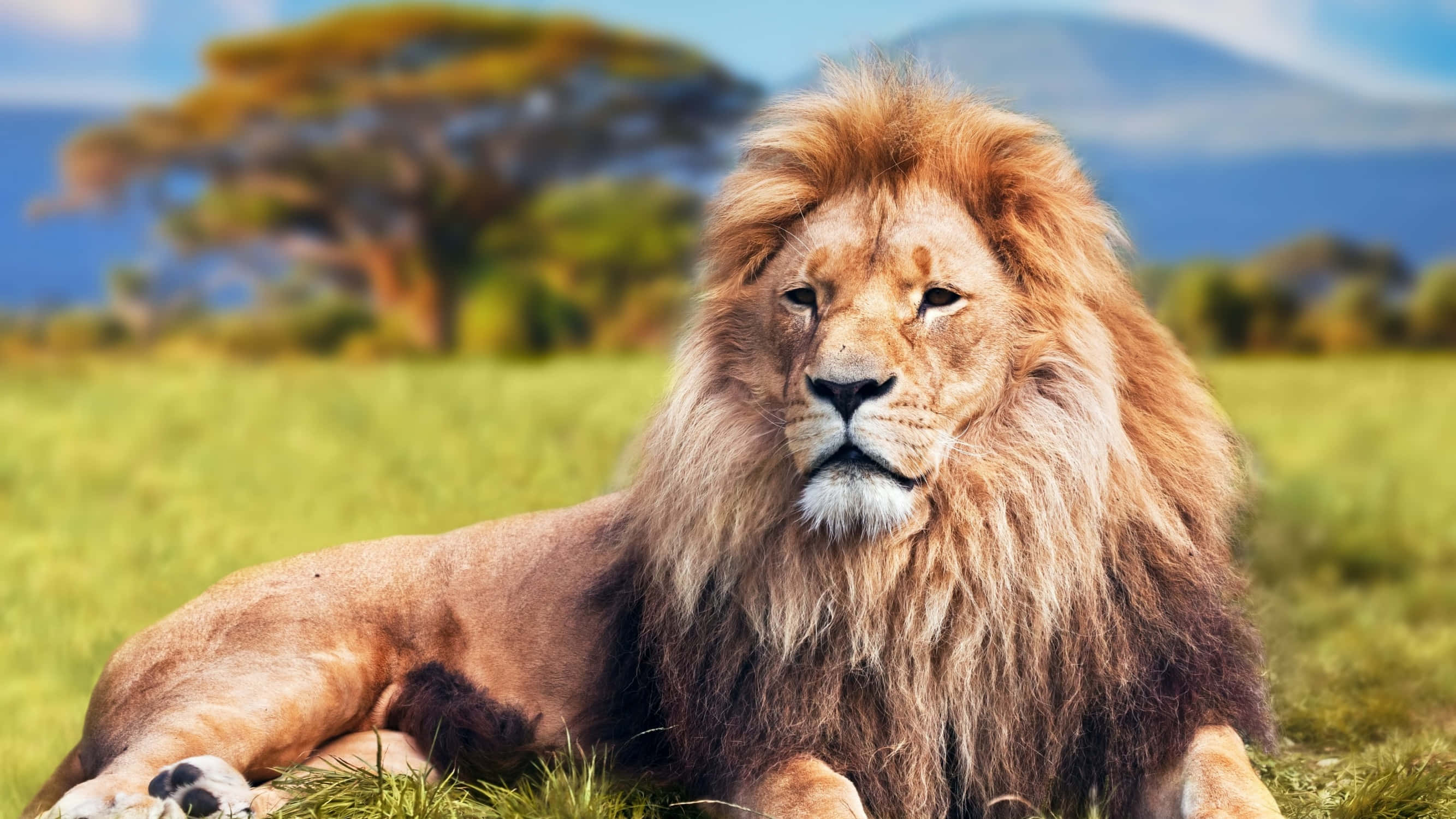 Un majestuoso león macho en una colina cubierta de hierba Fondos de pantalla