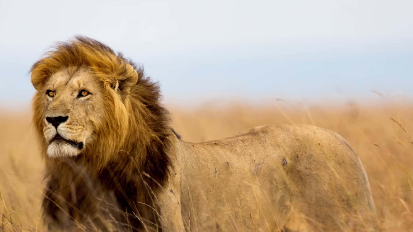 Un majestuoso león se yergue orgulloso en su dominio Fondos de pantalla