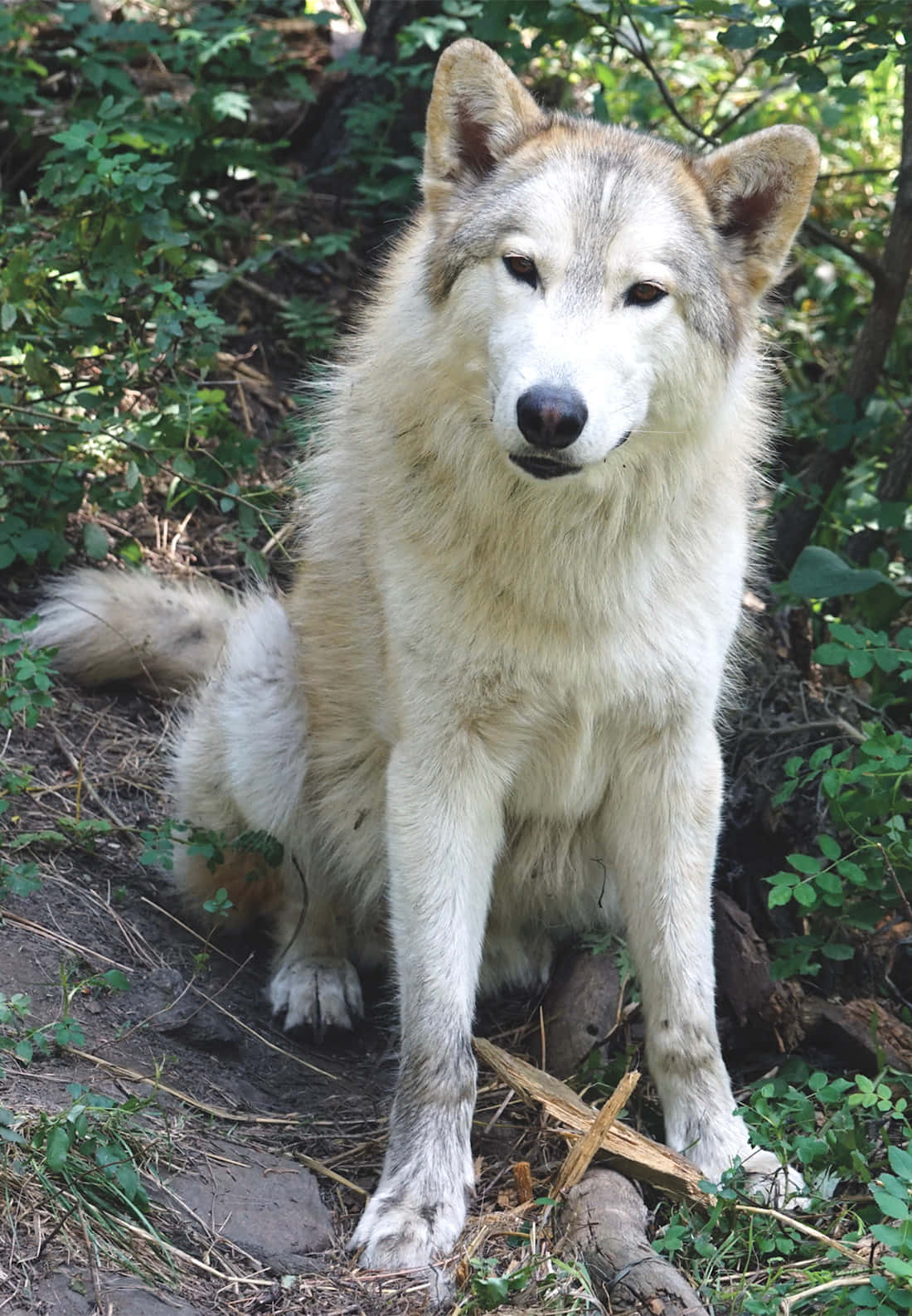 Un majestuoso lobo en su hábitat natural Fondos de pantalla