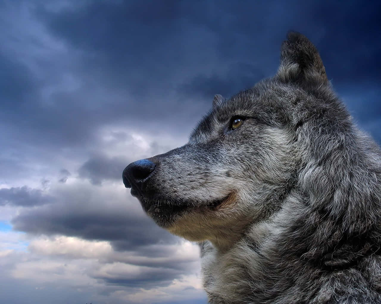 Un majestuoso lobo erguido en un campo. Fondos de pantalla