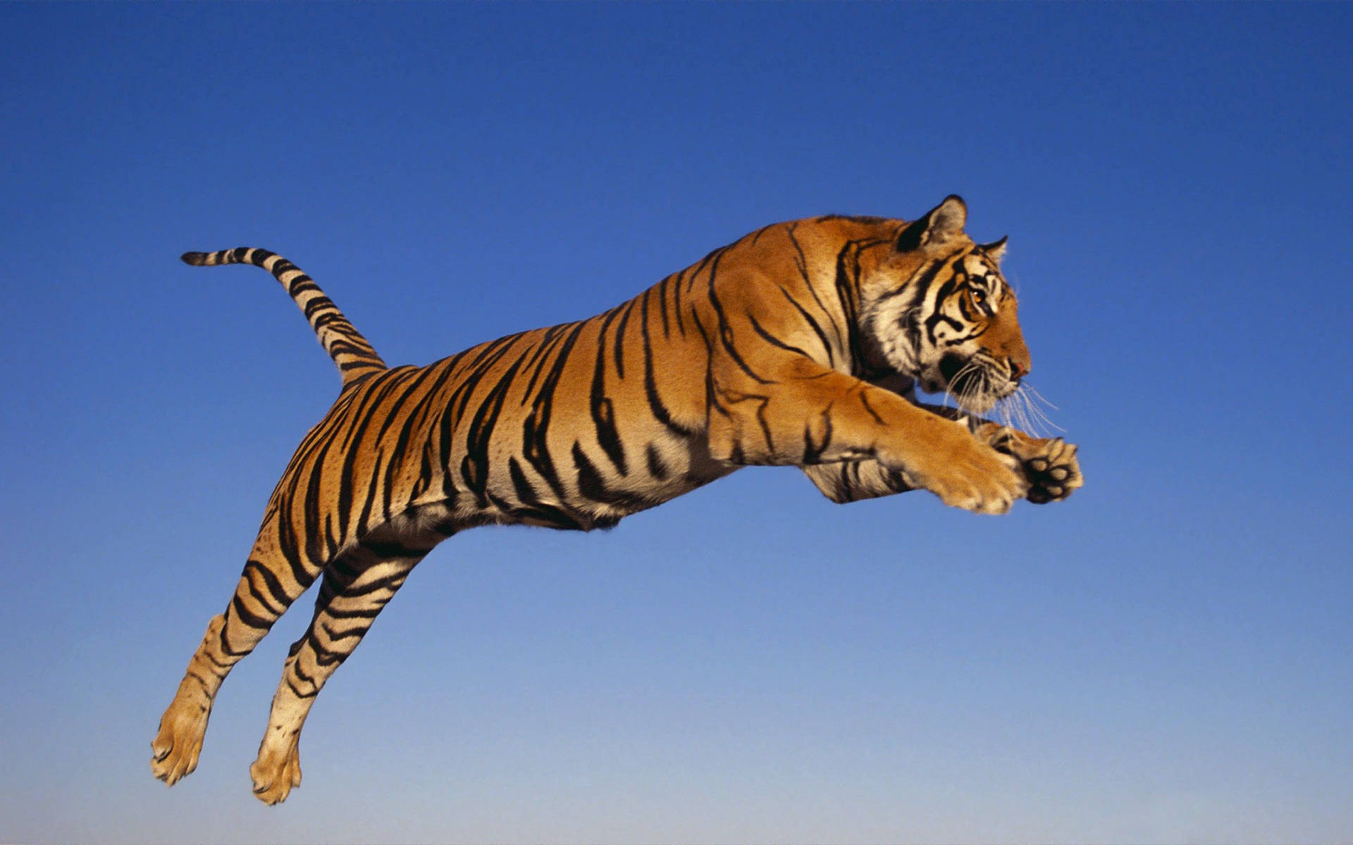 Fondo de pantalla de tigre saltando bajo un cielo azul despejado