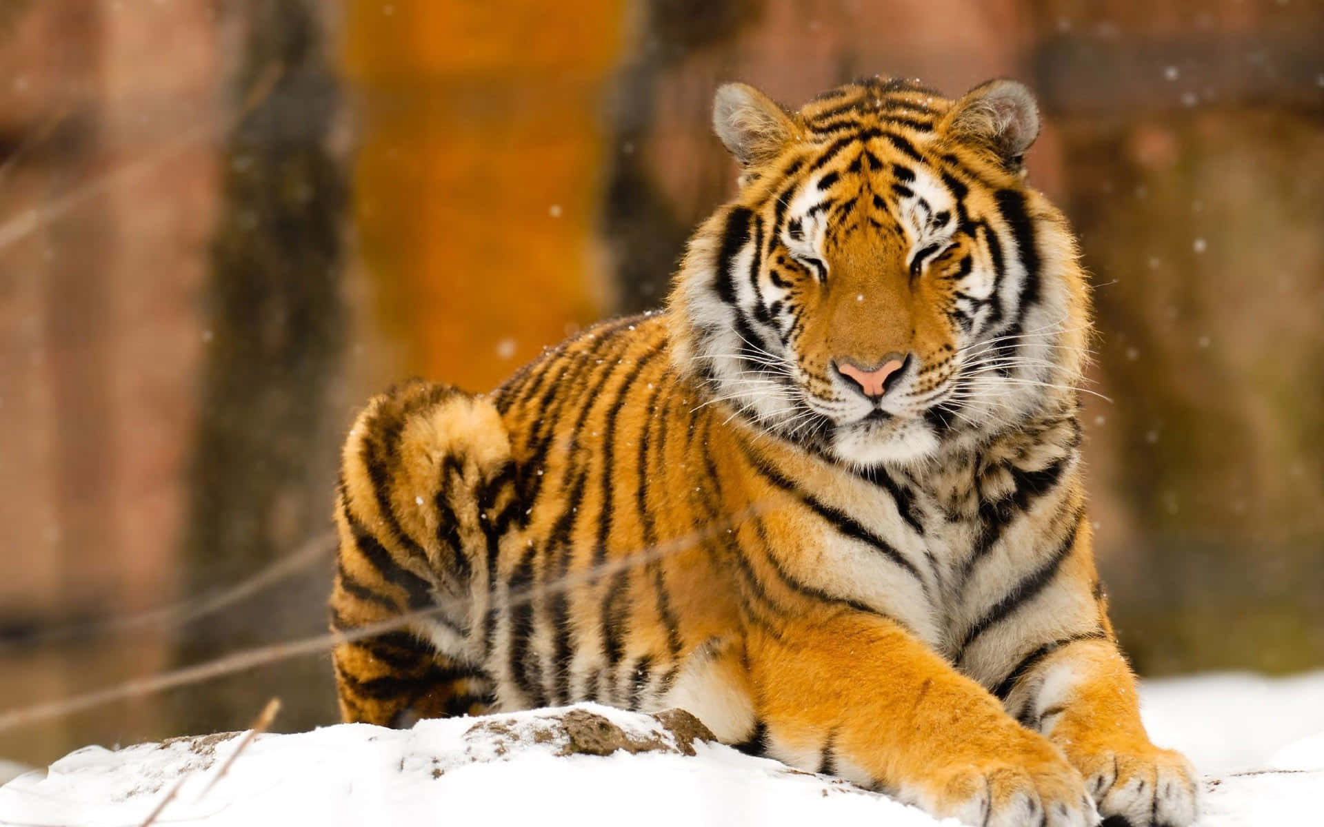 Un majestuoso tigre caminando entre el pasto de limón. Fondos de pantalla