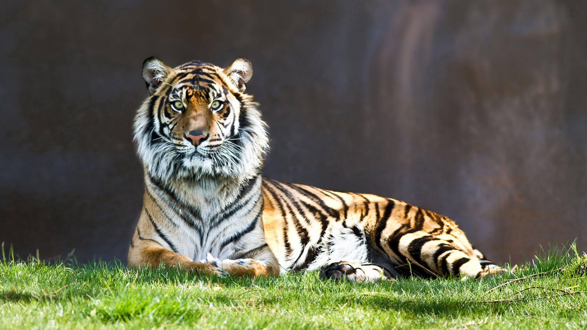 Fondo de pantalla de tigre vigilante sentado sobre hierba verde