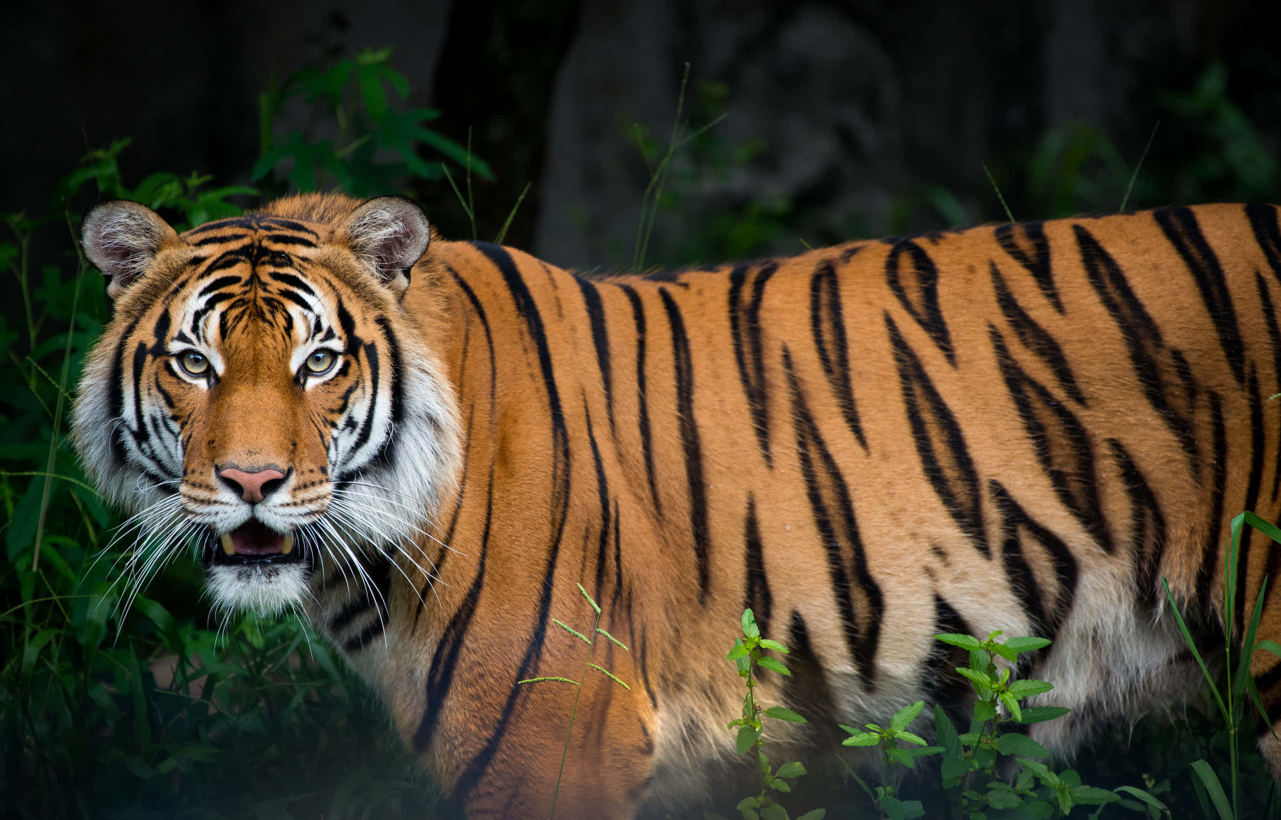 Un majestuoso tigre disfrutando del sol Fondos de pantalla