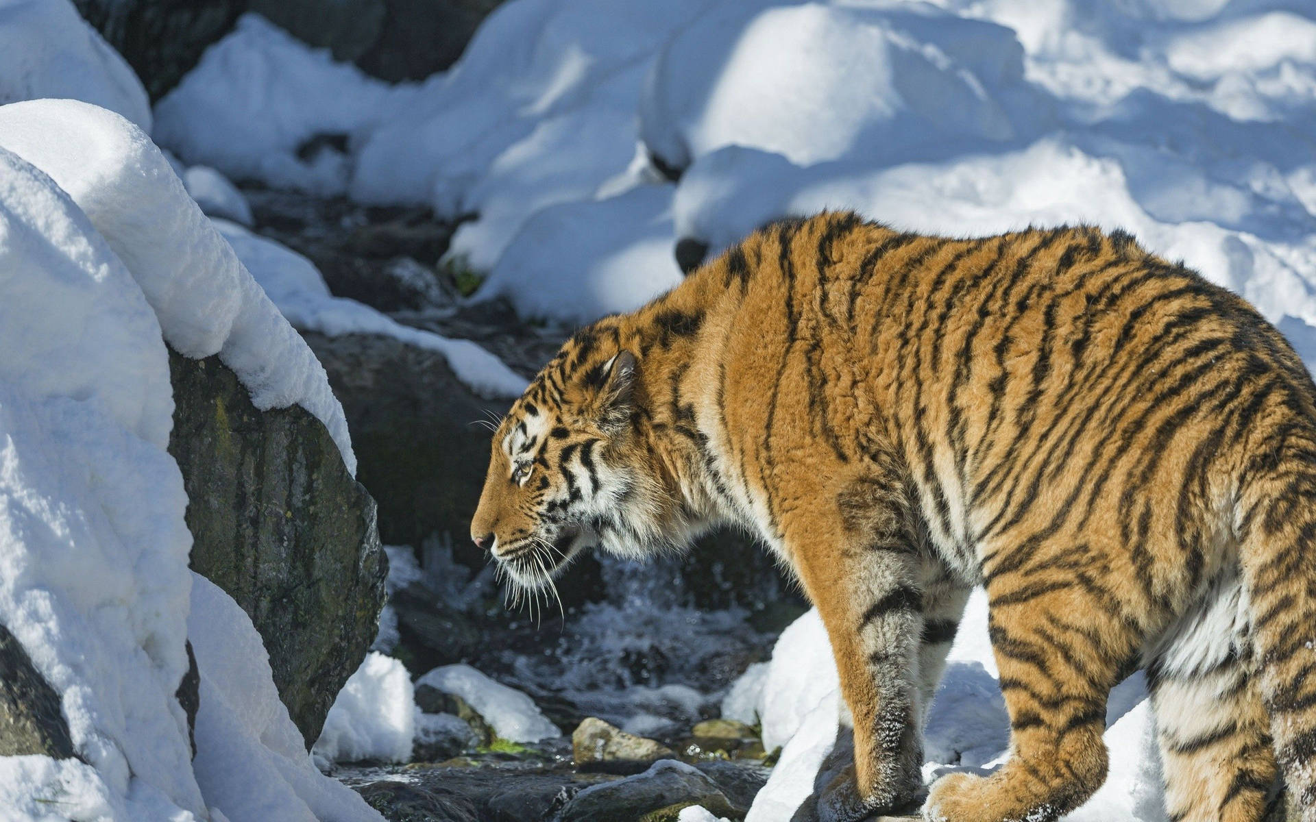 Fondo de pantalla de un tigre siberiano sobre rocas nevadas junto al arroyo.