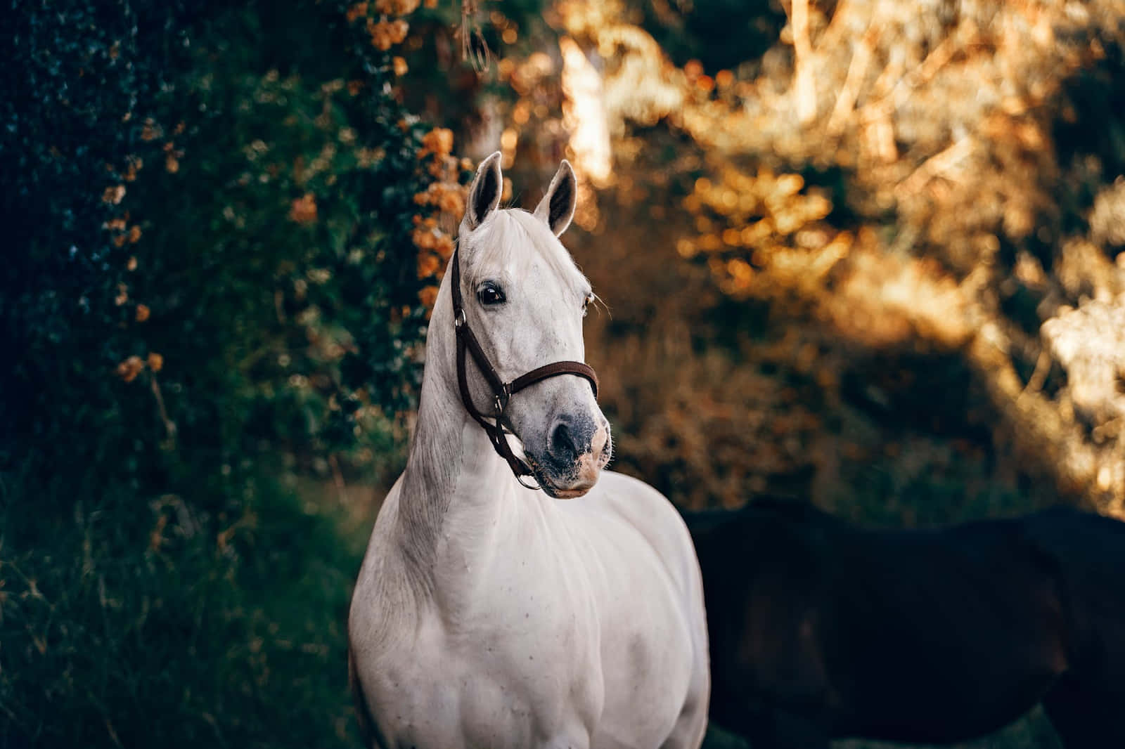 Un Misterioso Caballo Blanco Fondos de pantalla