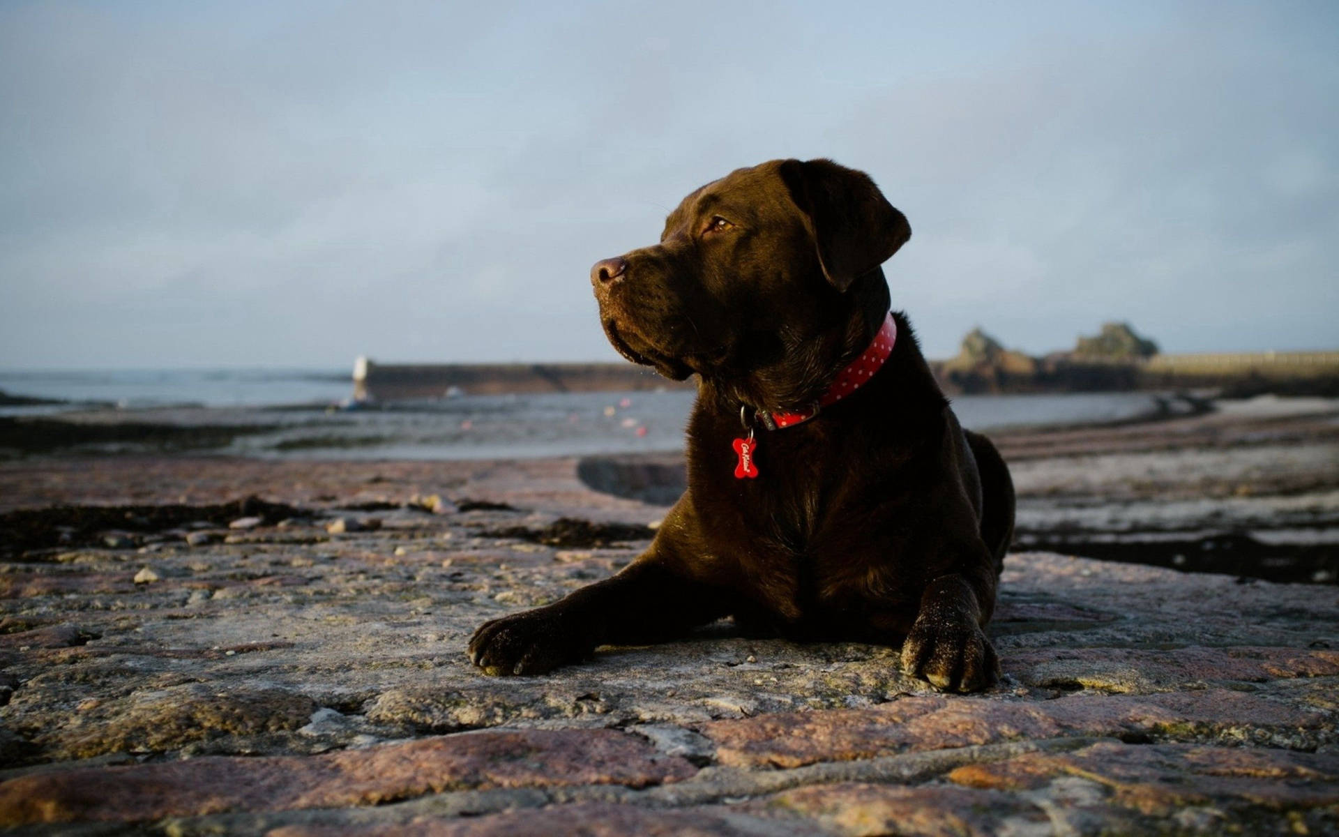 Fondo de pantalla de perro Labrador Chocolate en tierra rocosa junto al mar